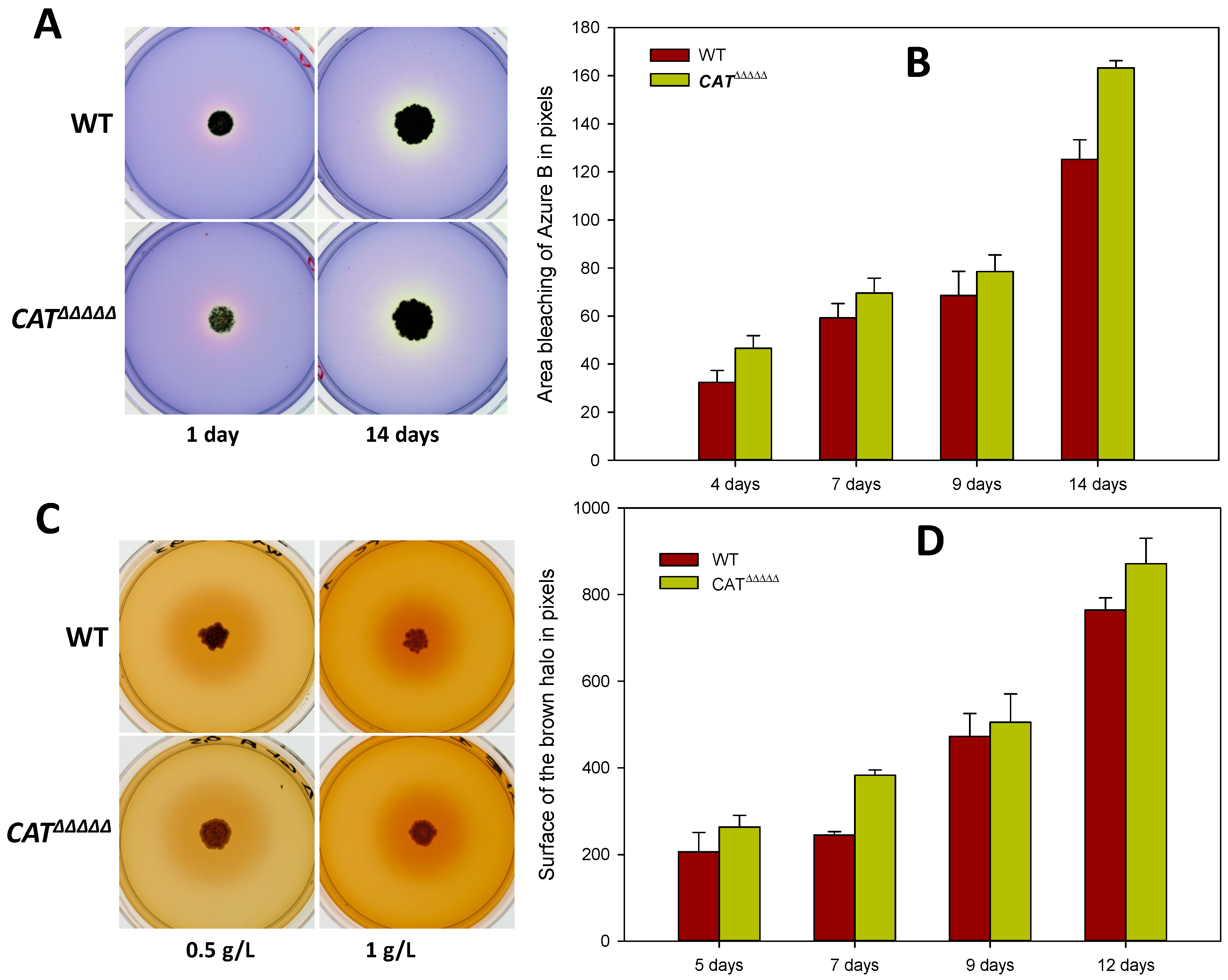 Jof Free Full Text Lignin Degradation And Its Use In Signaling Development By The Coprophilous Ascomycete Podospora Anserina Html