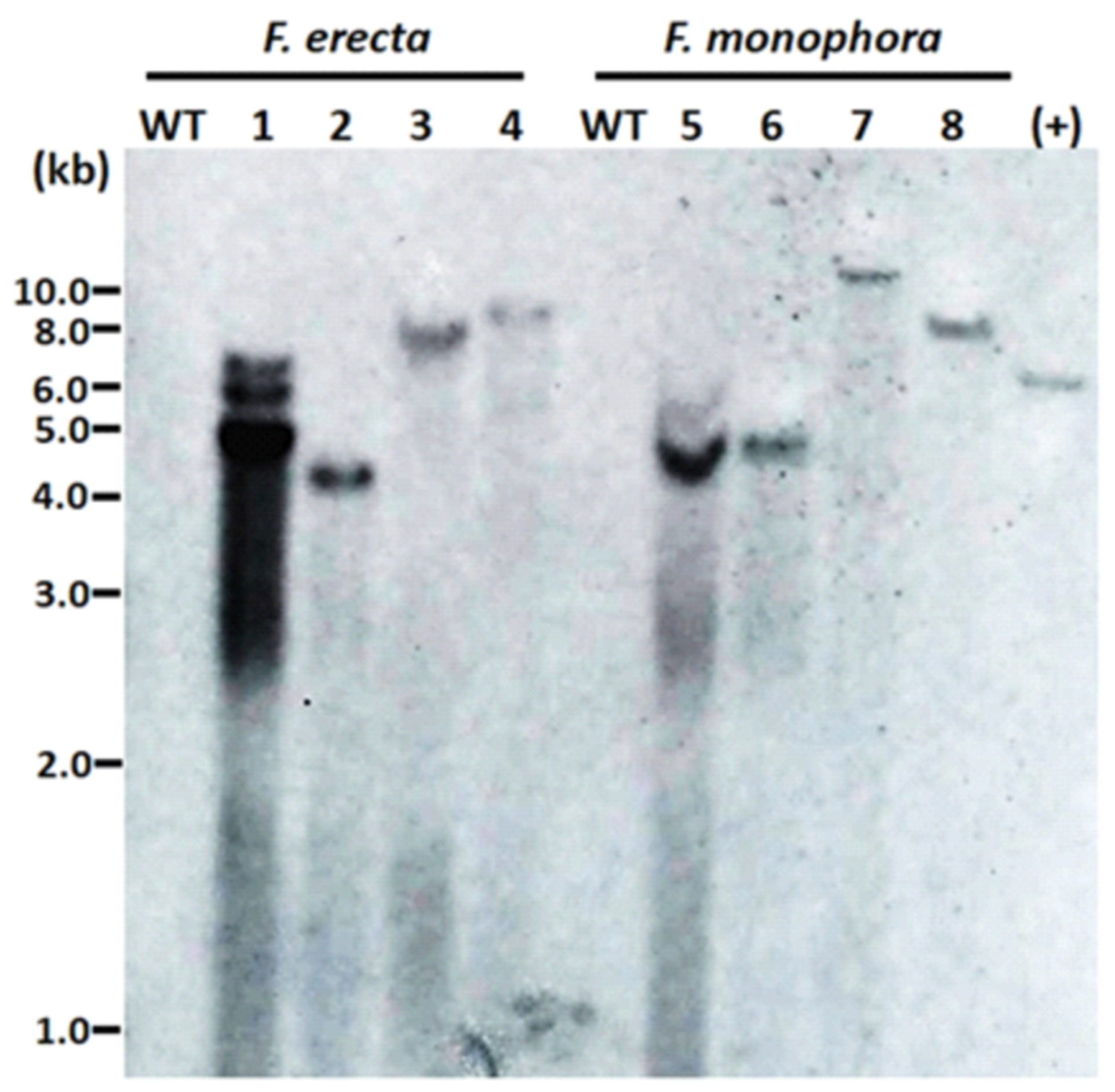 Jof 06 00325 g003 Jof 06 00325 g003
