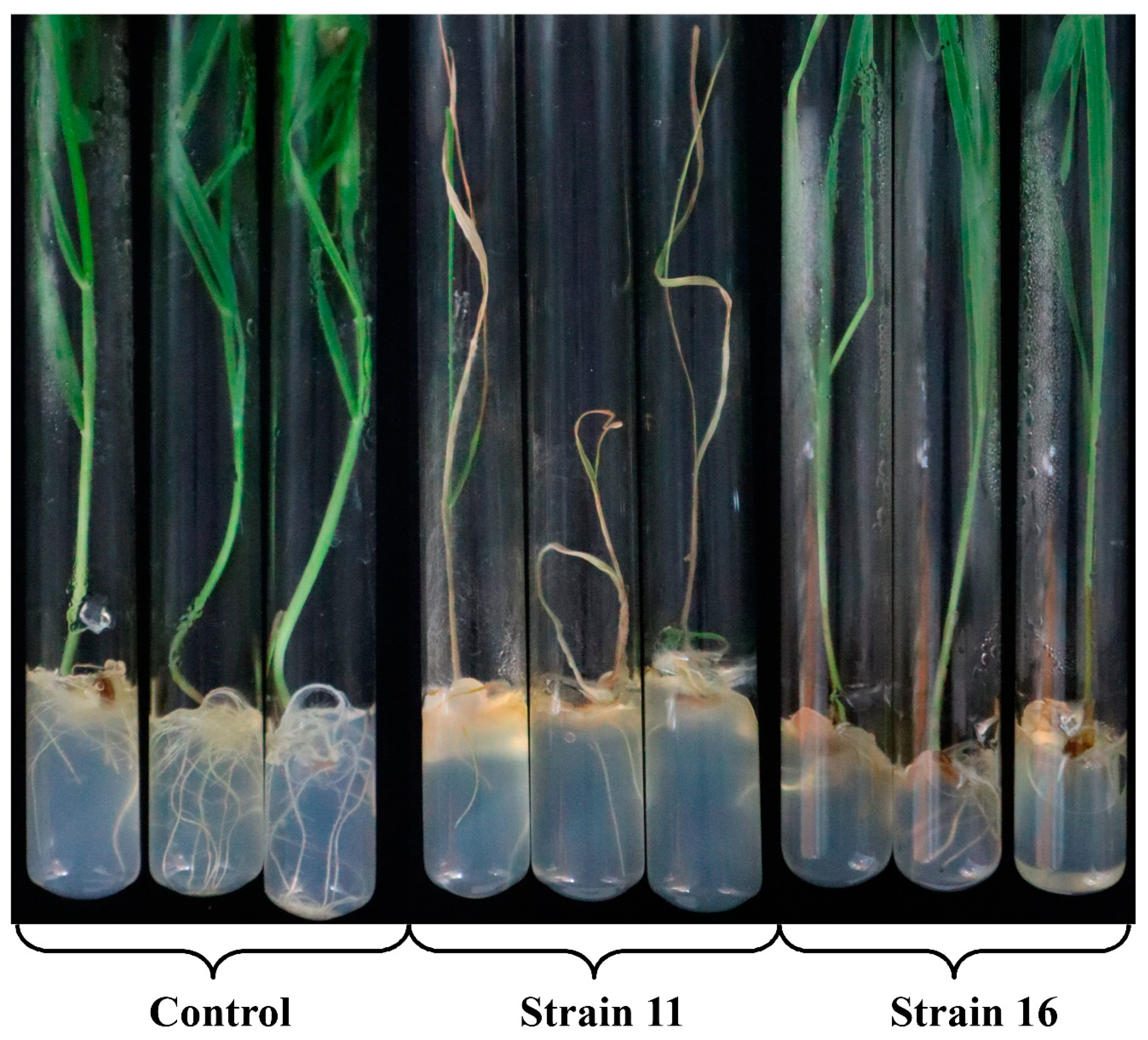 Jof 06 00335 g012 Jof 06 00335 g012