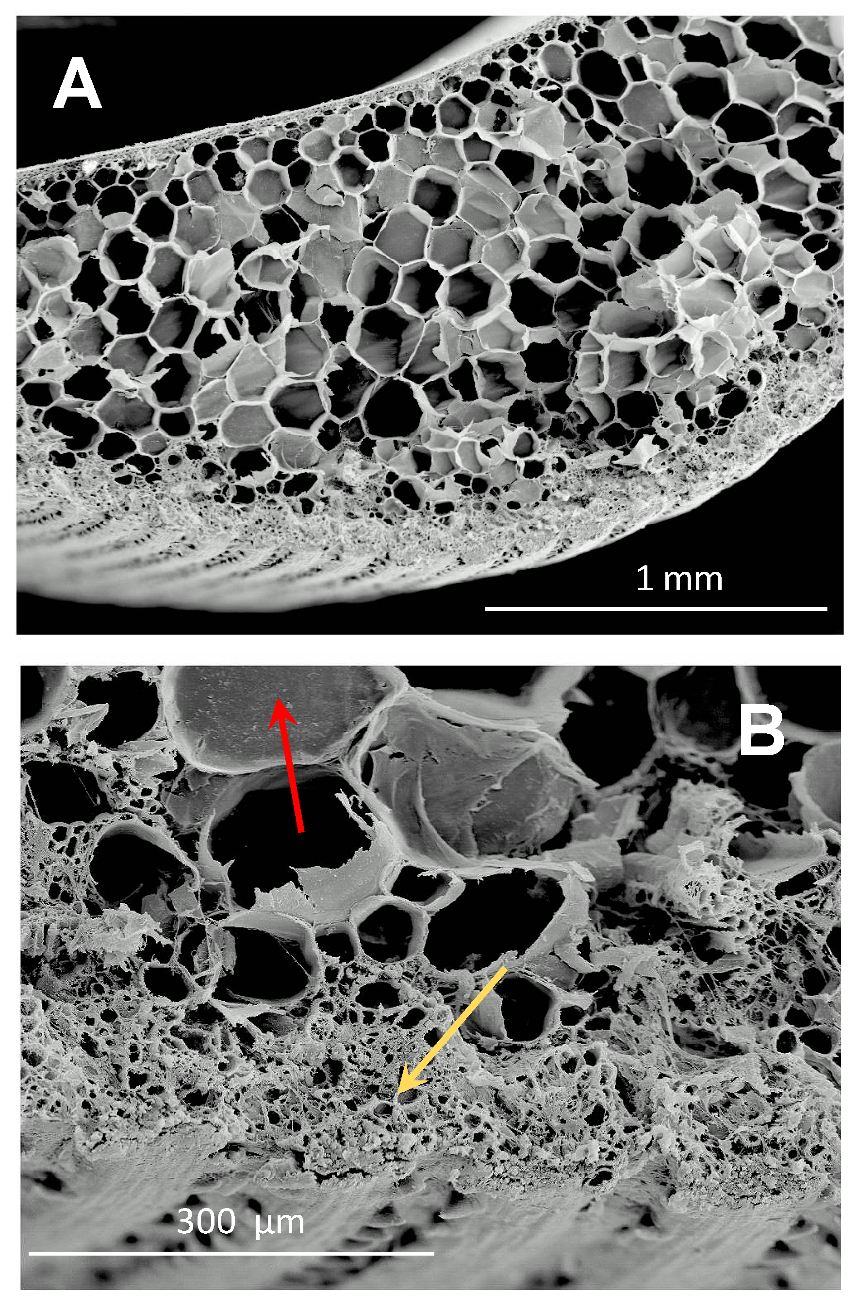 JoF | Free Full-Text | Physiological Basis of Smut Infectivity in the Early  Stages of Sugar Cane Colonization