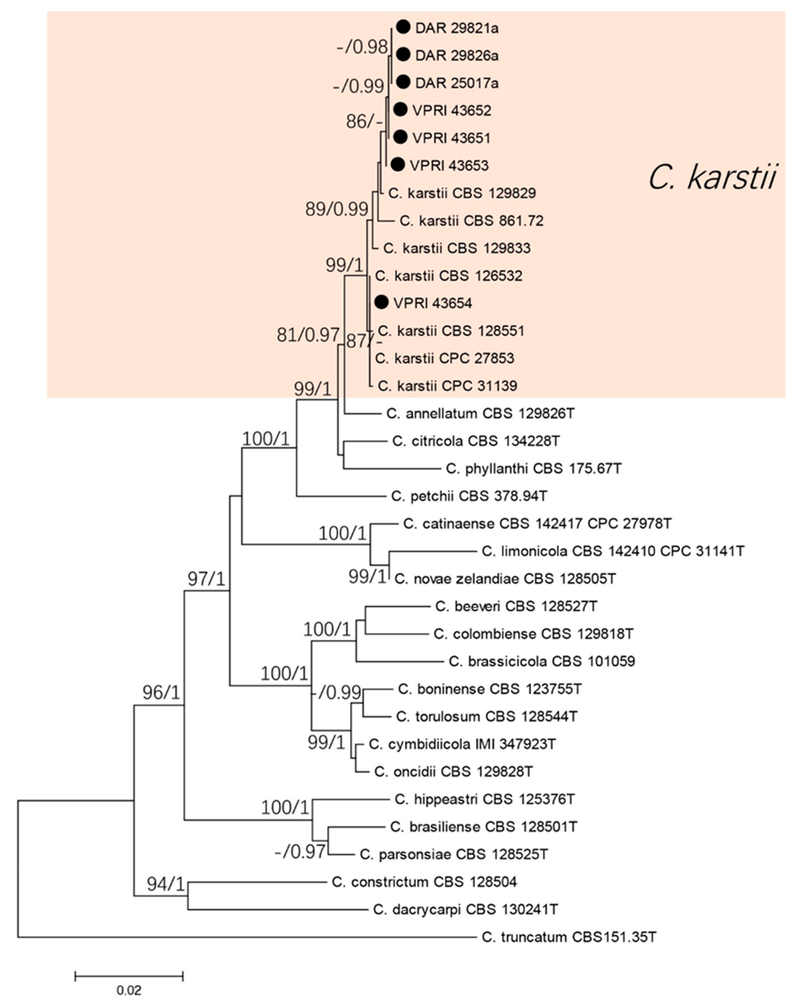 Jof Free Full Text Colletotrichum Species Causing Anthracnose Of Citrus In Australia Html