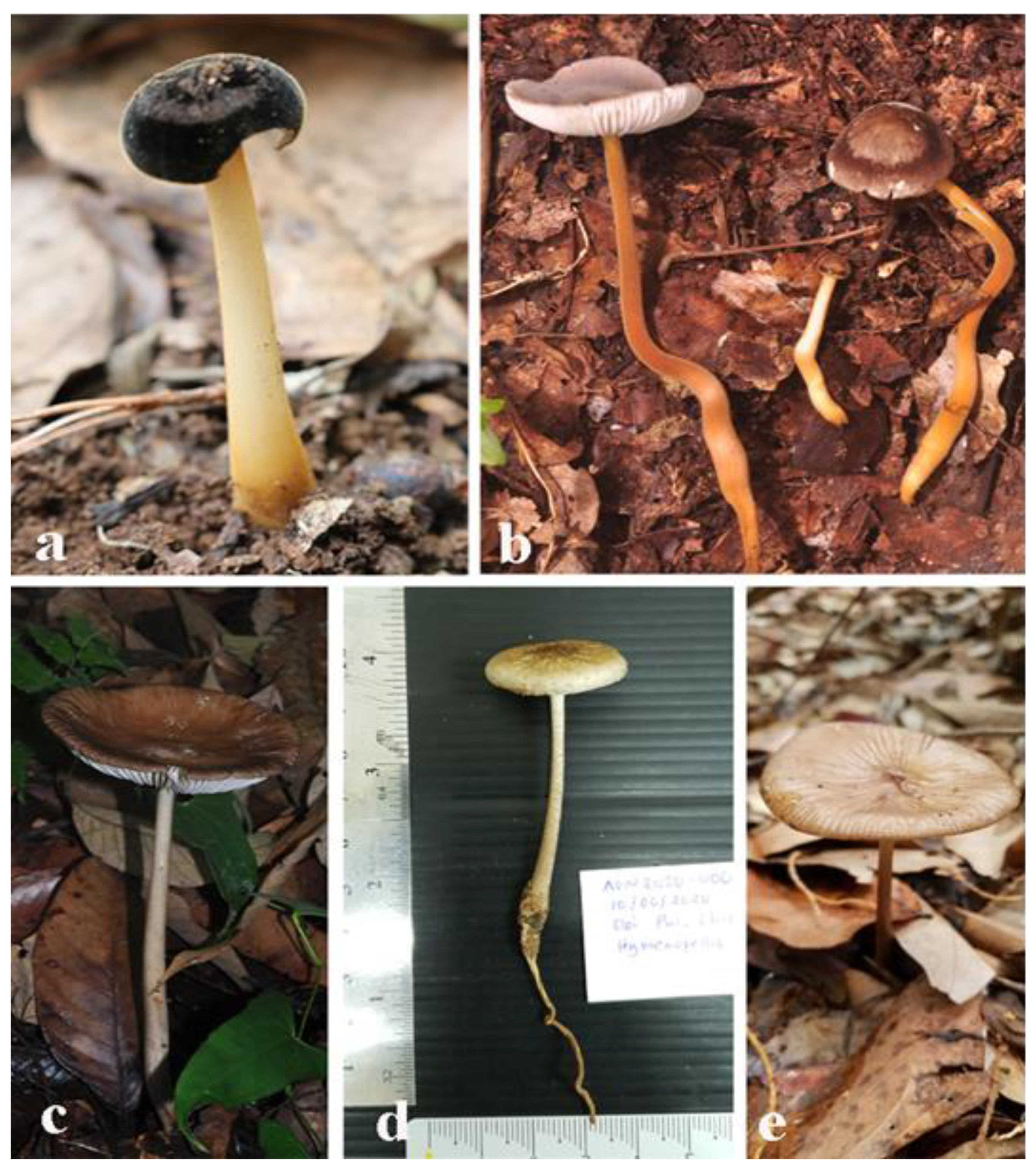 Top countries with the greatest number of reported Oudemansiella species.