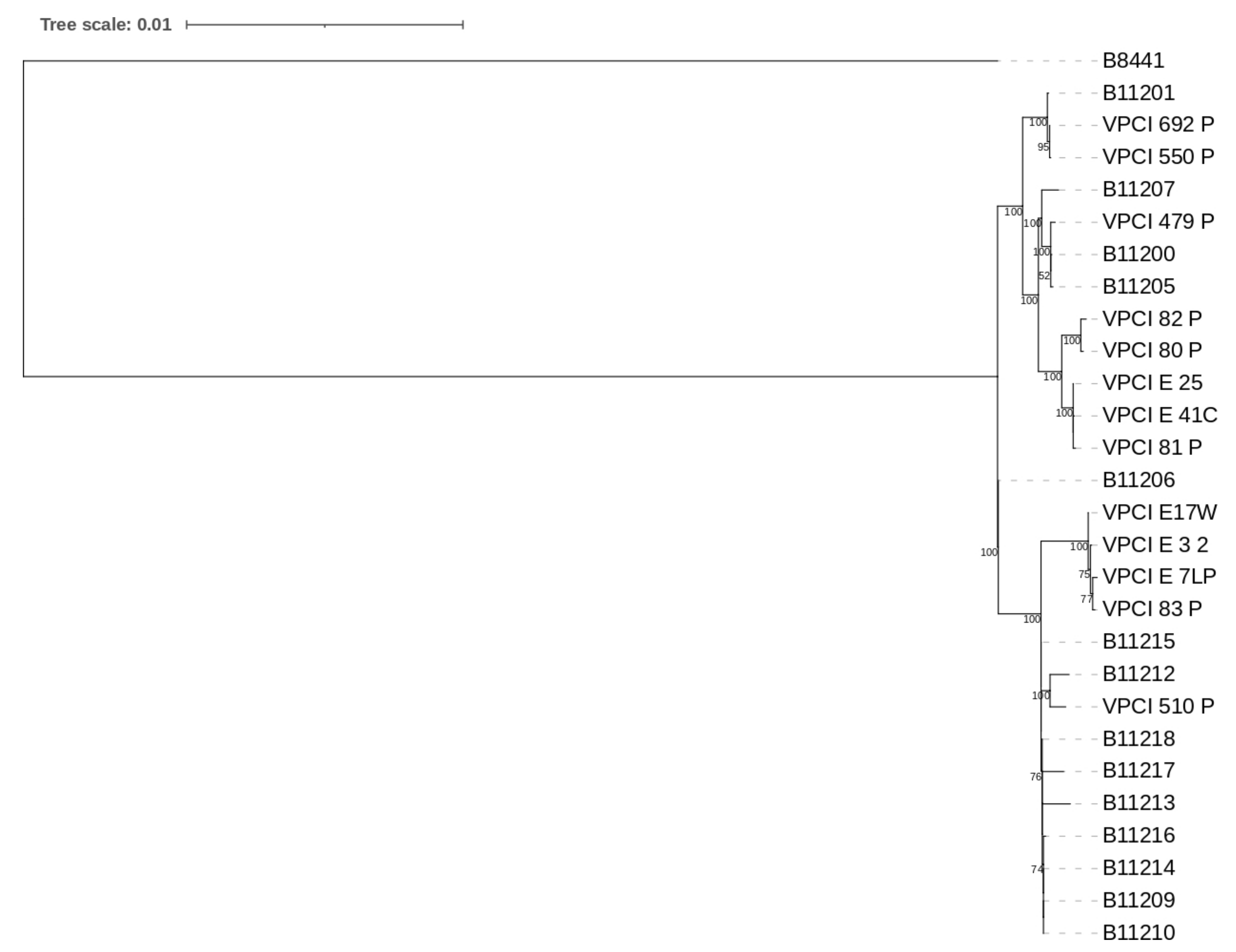 Maximum likelihood pandemic-scale phylogenetics