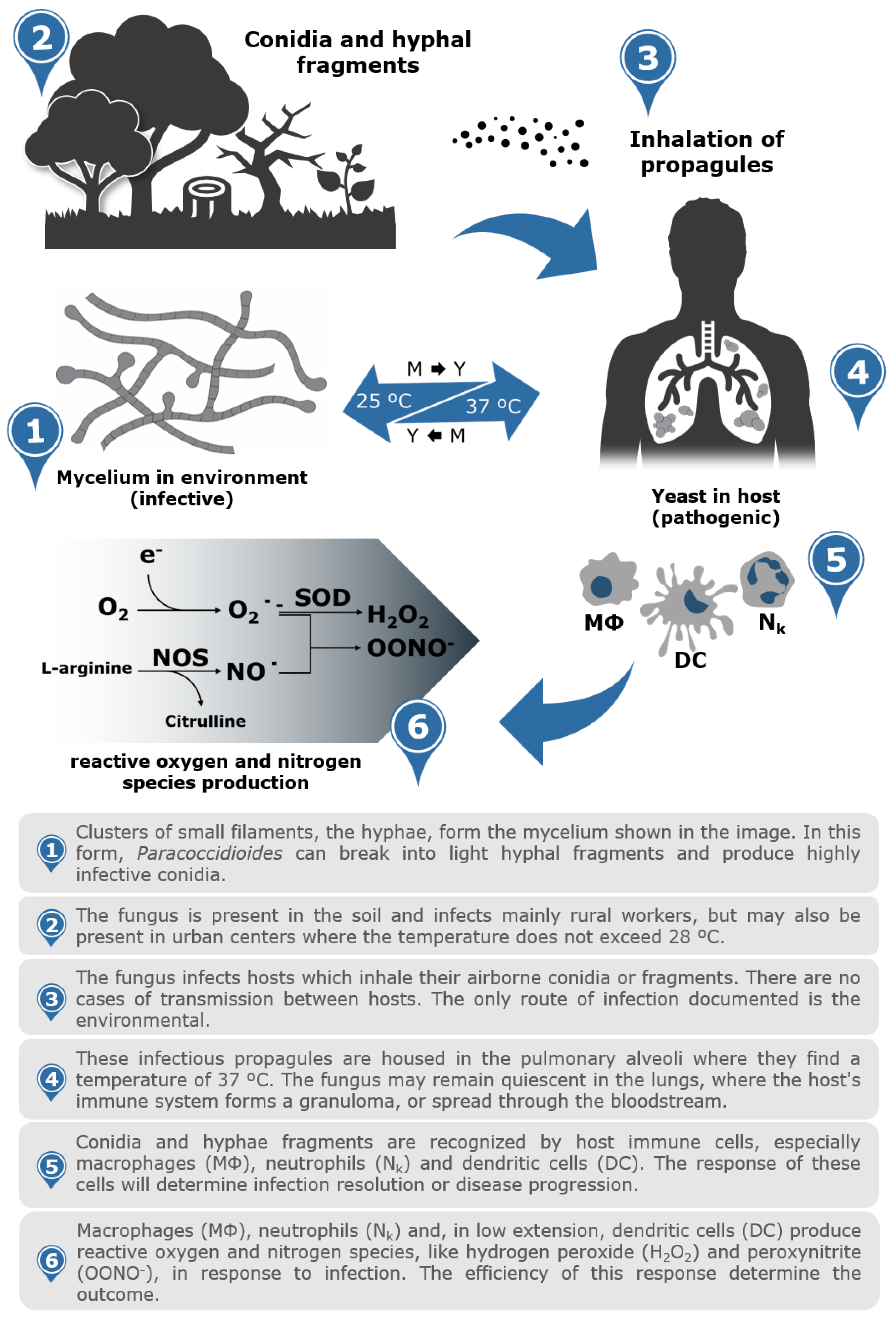 Jof Free Full Text Updates In Paracoccidioides Biology And Genetic Advances In Fungus Manipulation Html