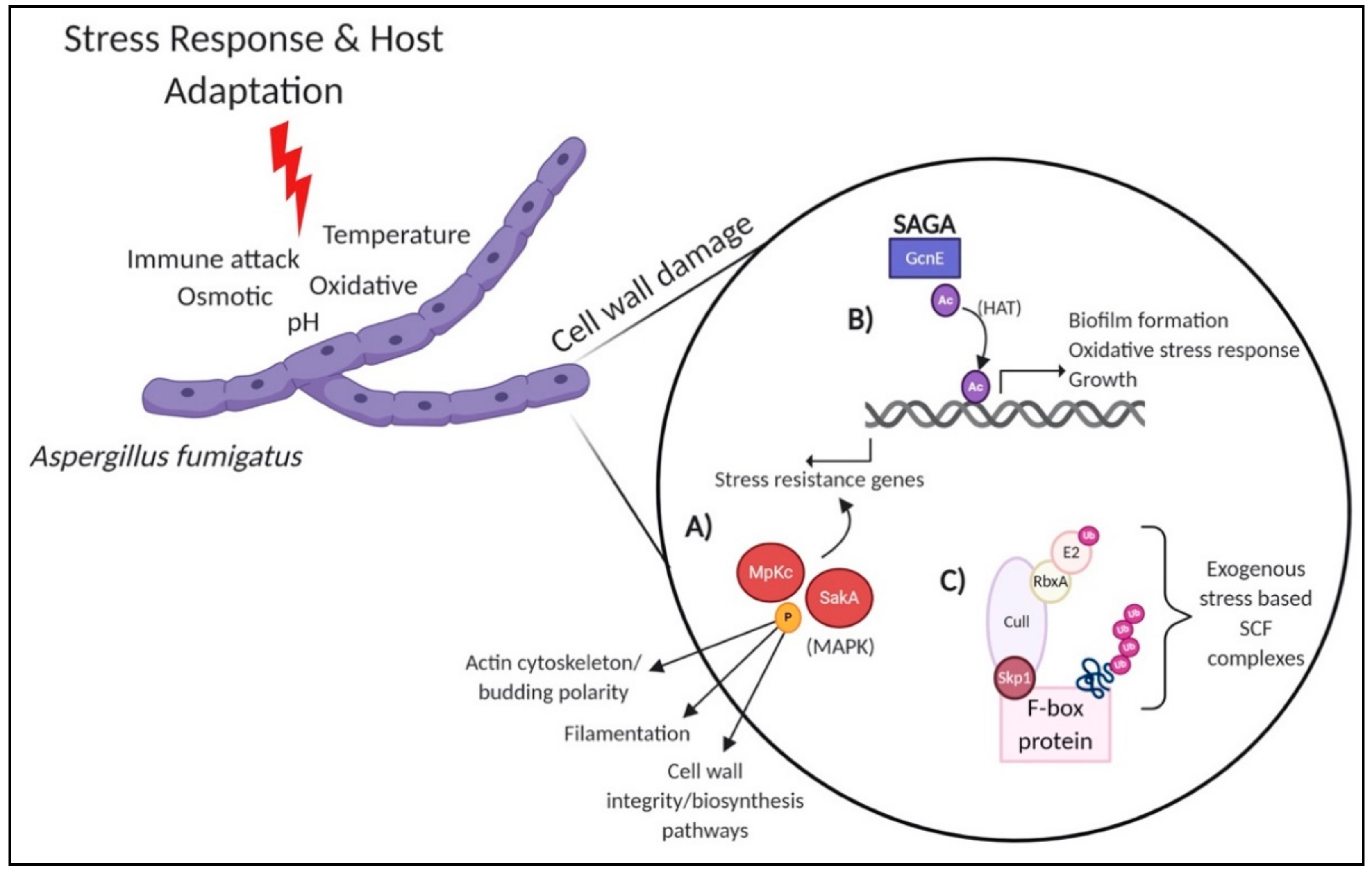 Jof 07 00124 g002 Jof 07 00124 g002