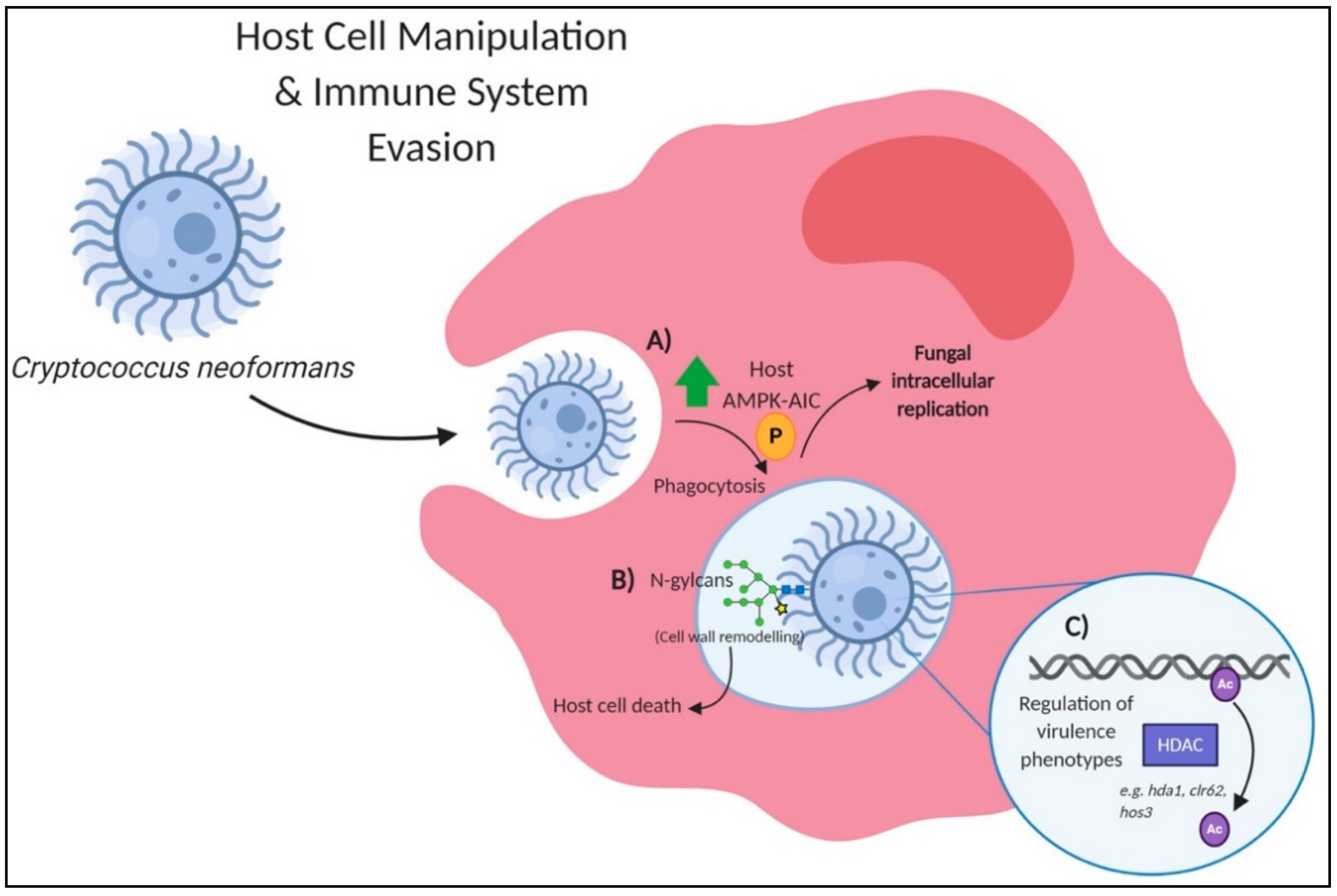 Jof 07 00124 g003 Jof 07 00124 g003