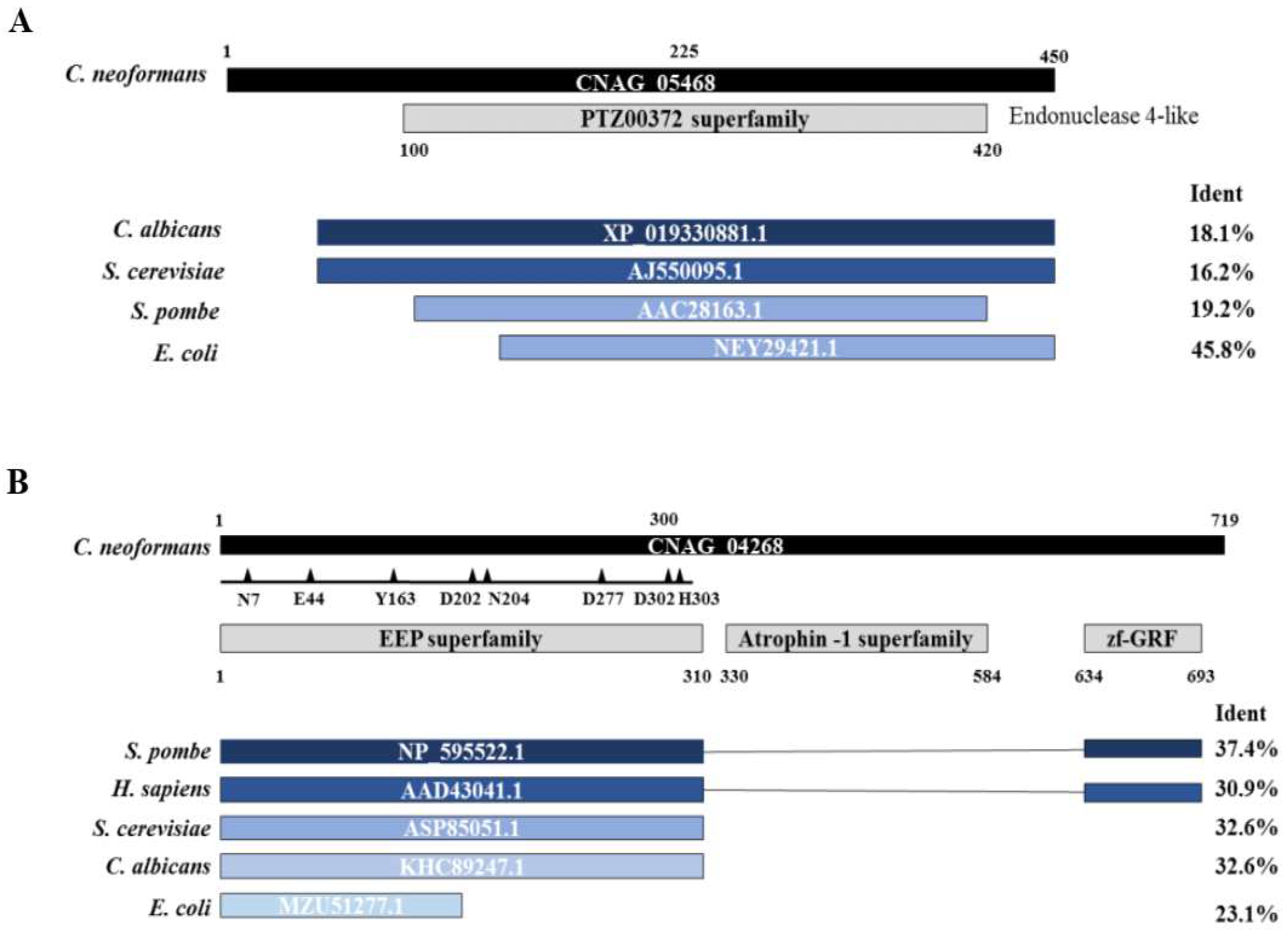 JoF | Free Full-Text | Base Excision Repair AP-Endonucleases-Like