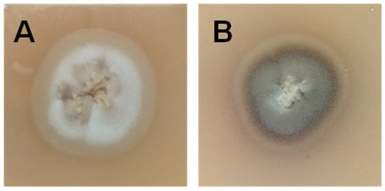 Sporothrix brasiliensis A Review of an Emerging South American  