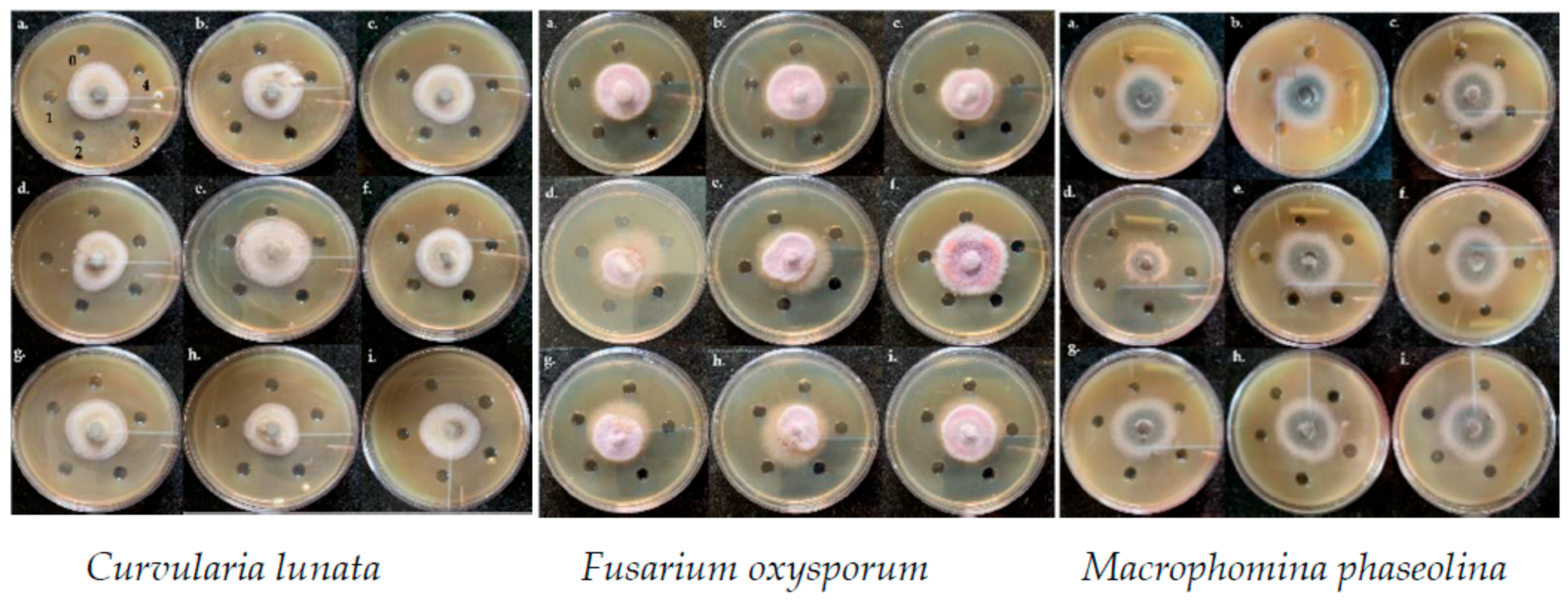 Jof 07 00223 g007 Jof 07 00223 g007