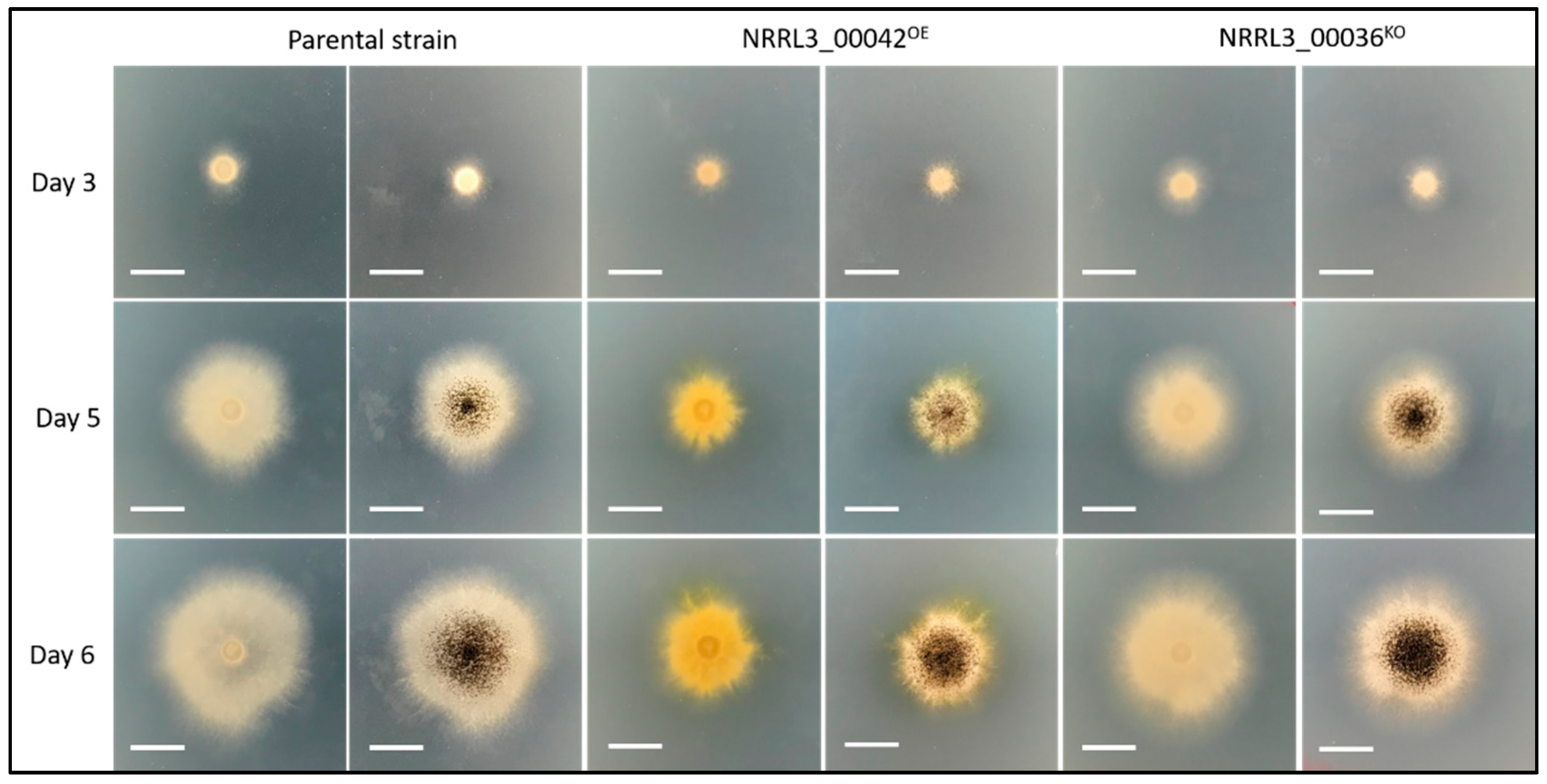 Jof 07 00374 g003 Jof 07 00374 g003