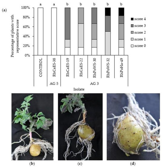 JoF | Free Full-Text | Occurrence and Anastomosis Grouping of Rhizoctonia  spp. Inducing Black Scurf and Greyish-White Felt-Like Mycelium on Carrot in  Sweden | HTML