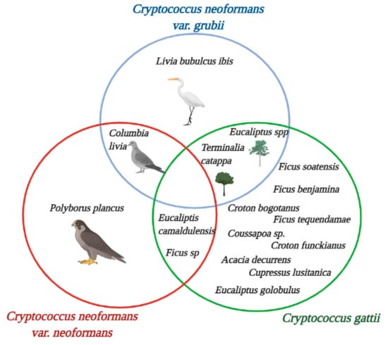 cryptococcosis life cycle