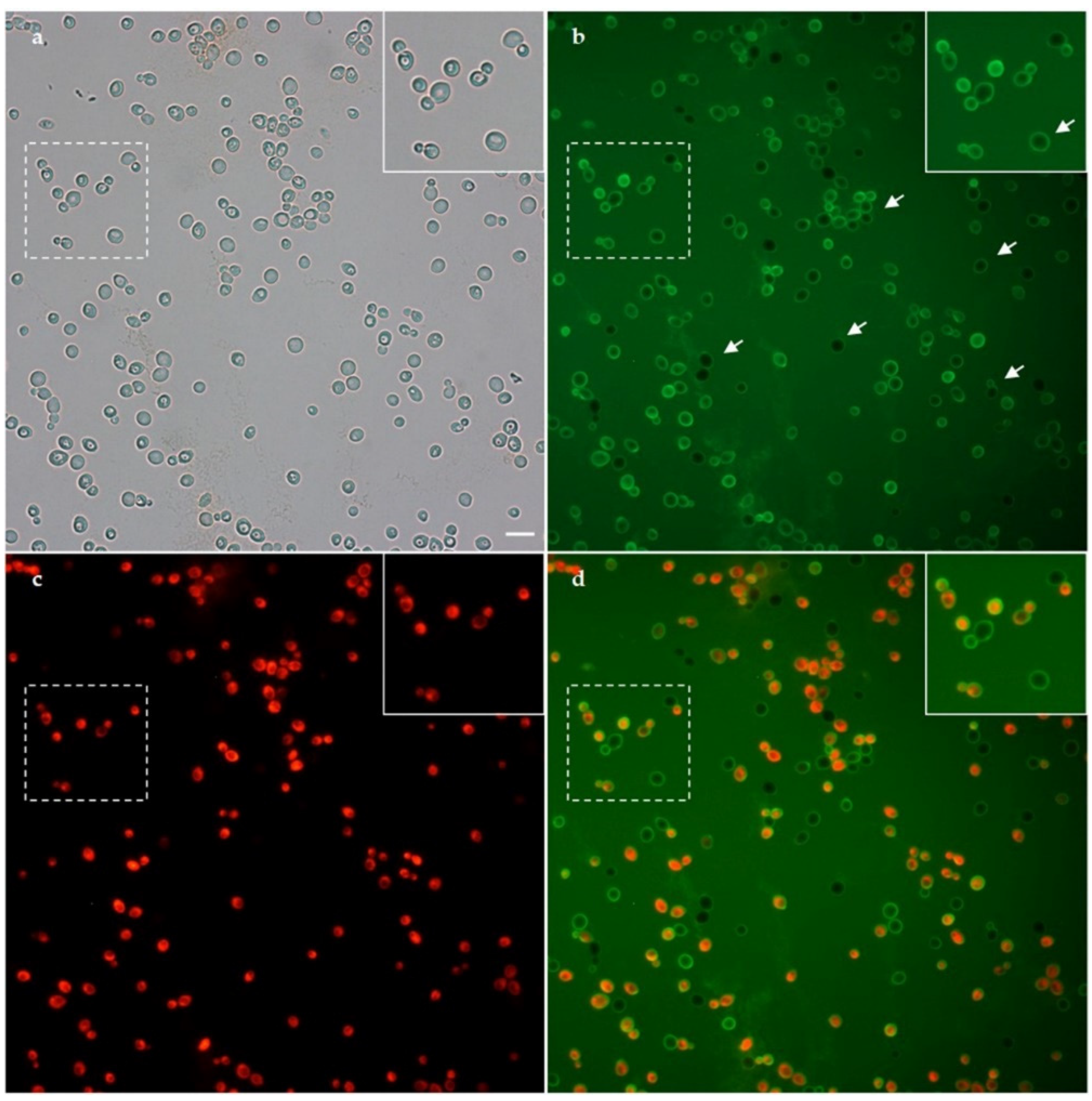 Jof 07 00439 g006 Jof 07 00439 g006