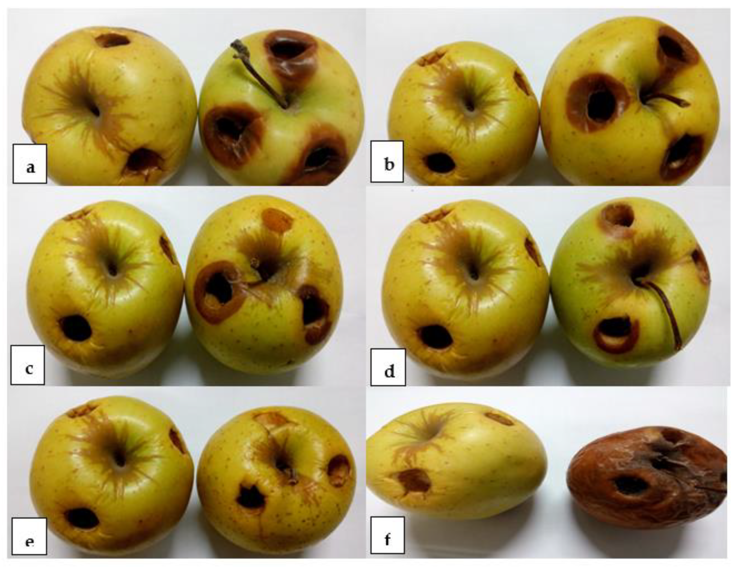 Jof 07 00473 g005 Jof 07 00473 g005