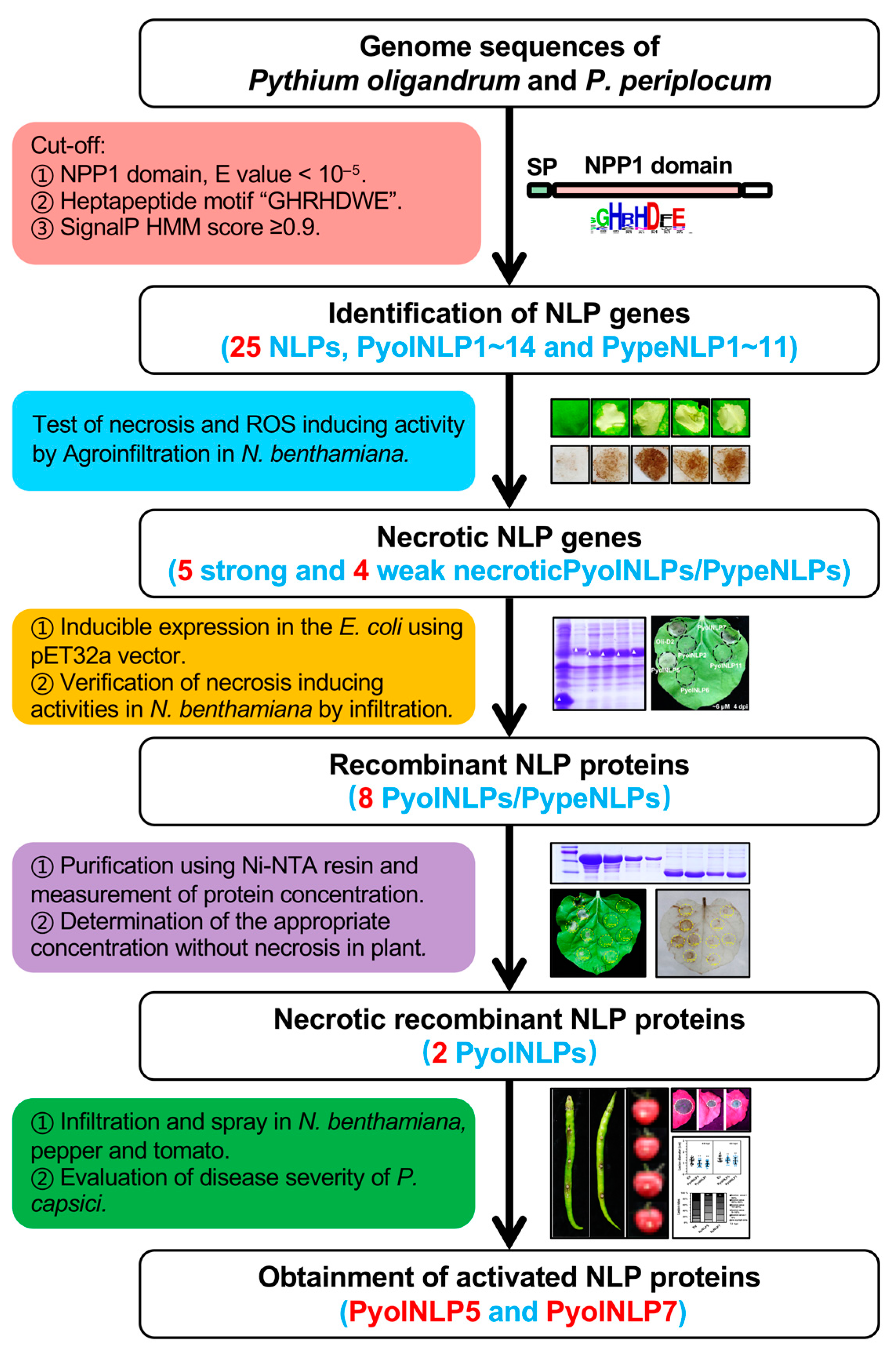 JoF | Free Full-Text | Type 2 Nep1-Like Proteins from the