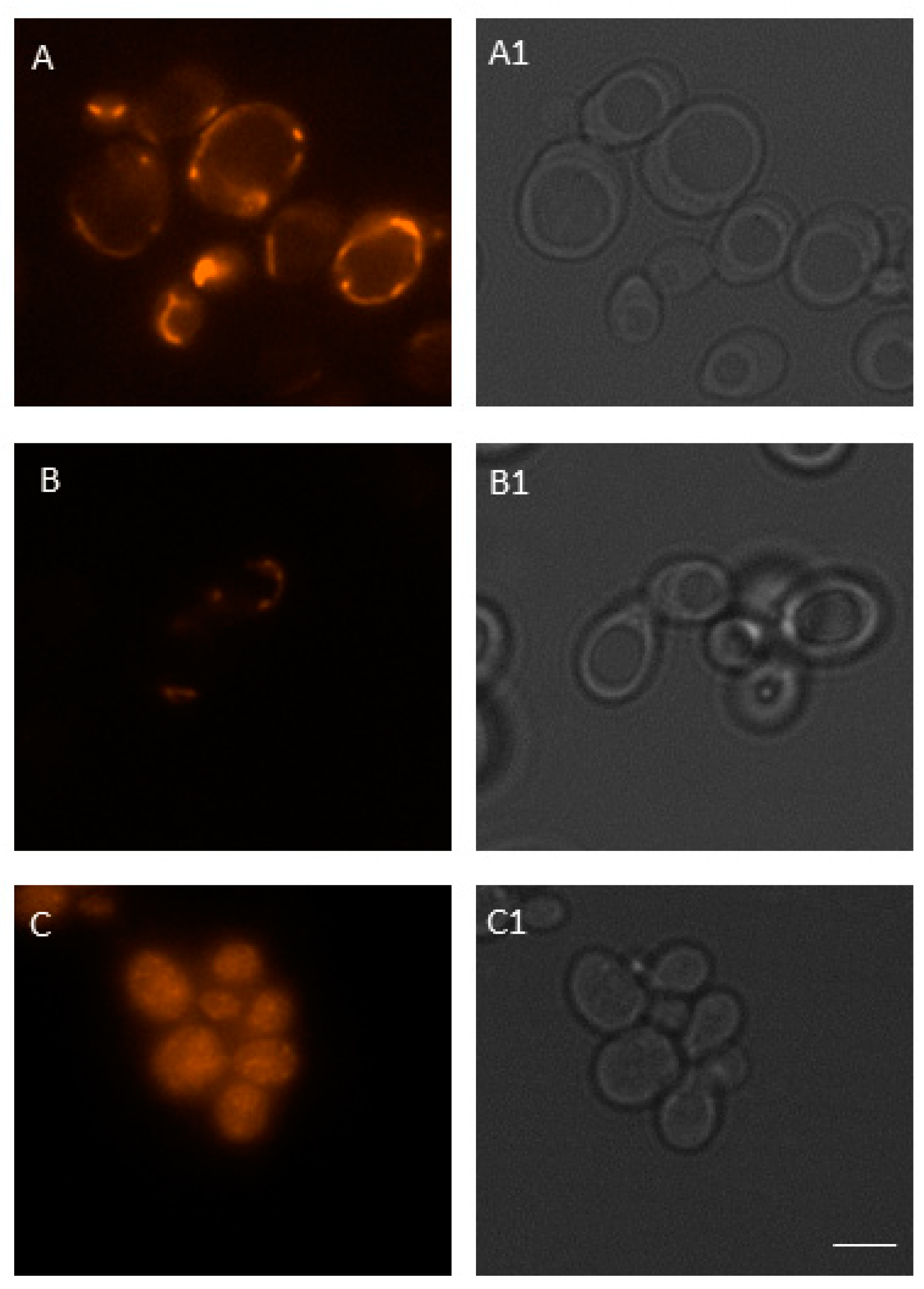 Jof 07 00543 g008 Jof 07 00543 g008