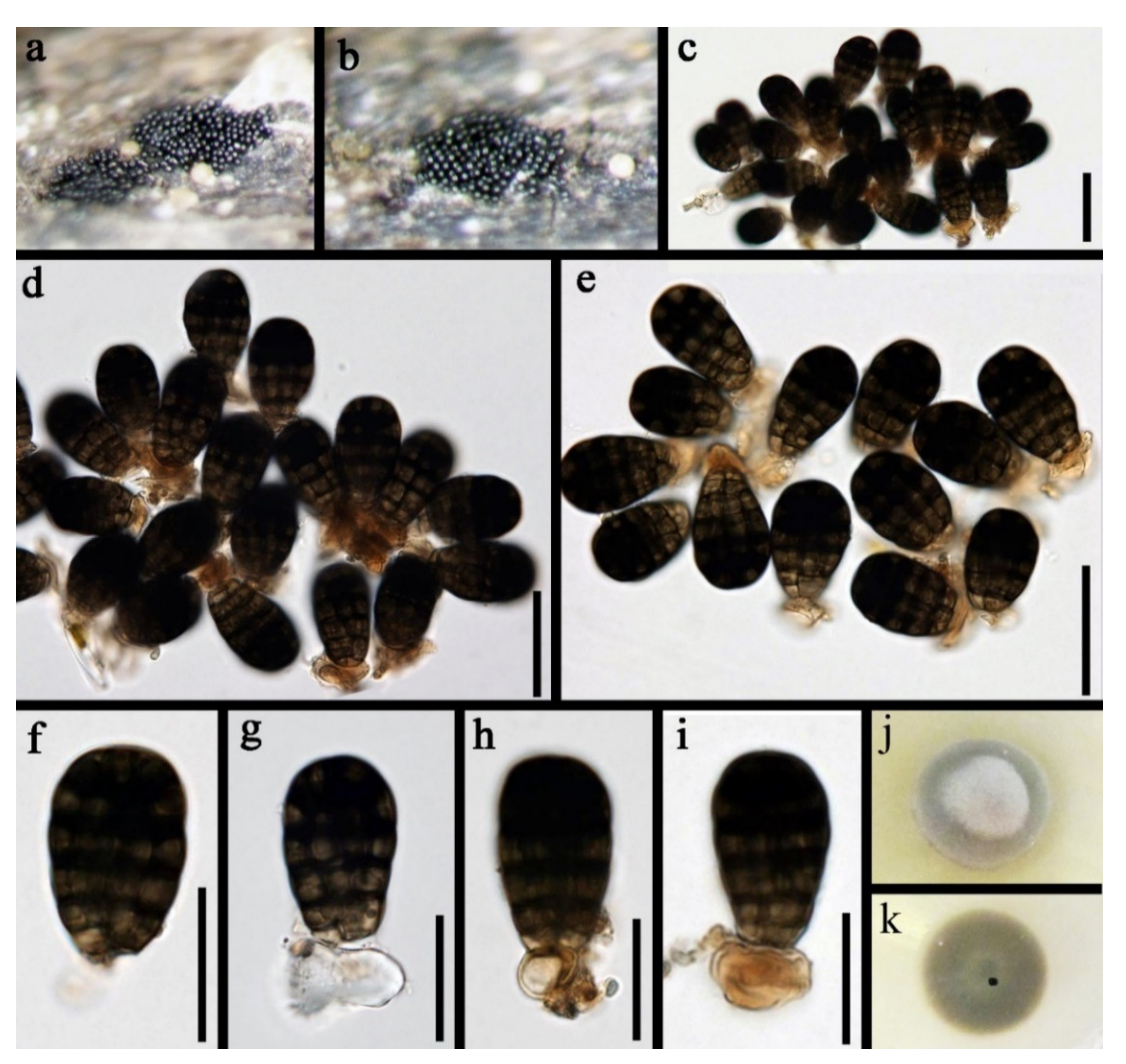 Jof 07 00669 g001 Jof 07 00669 g001