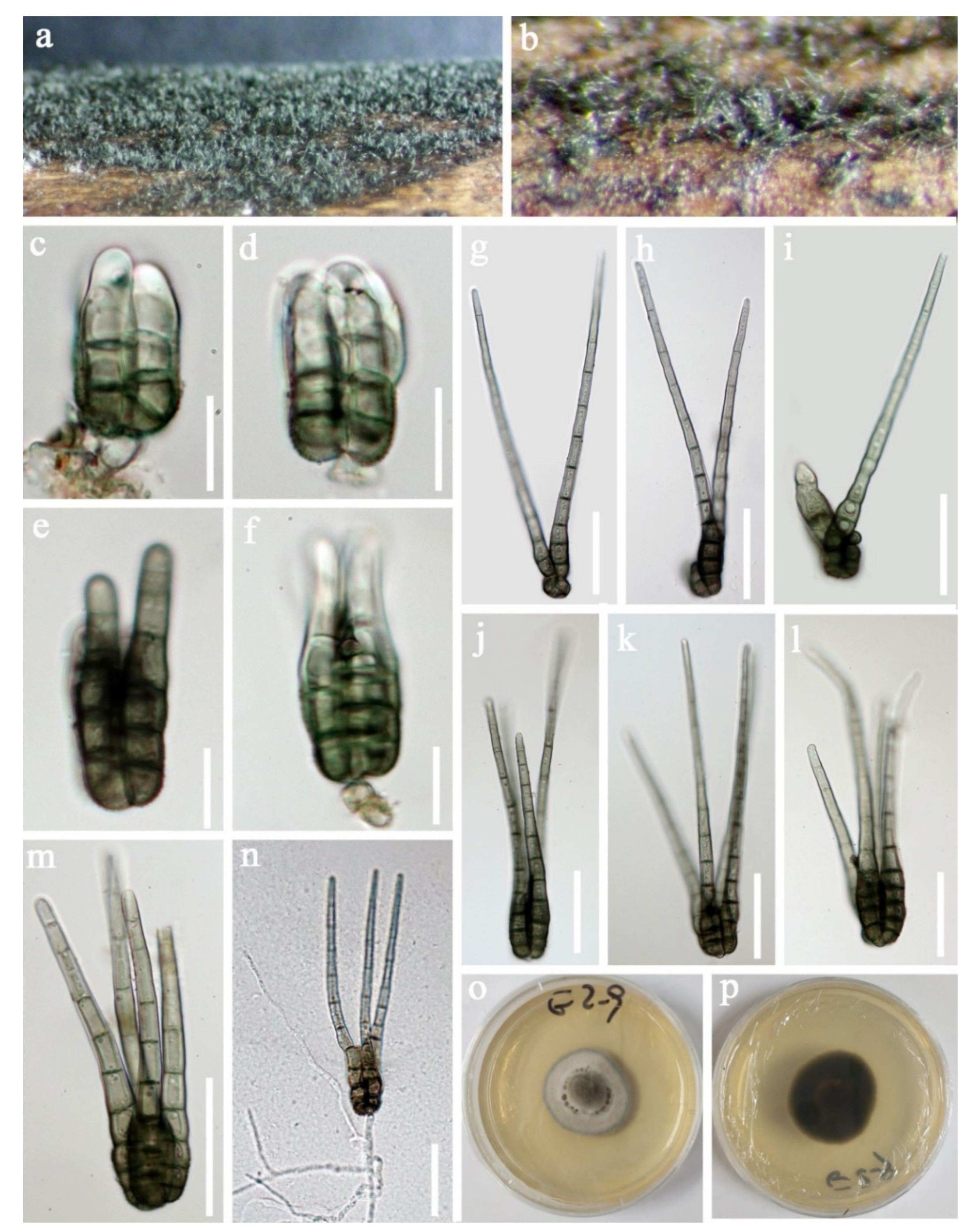 Jof 07 00669 g003 Jof 07 00669 g003