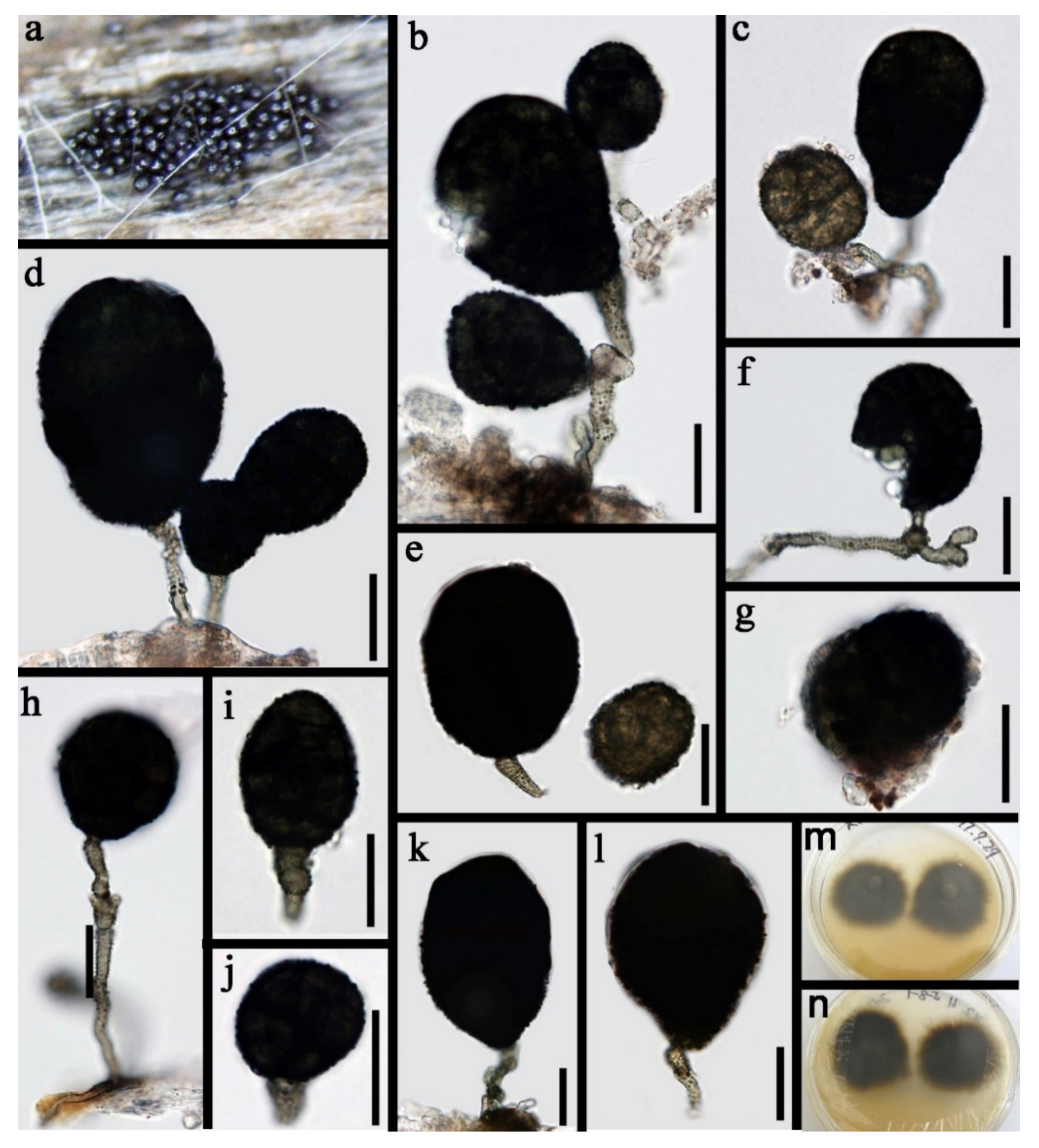 Jof 07 00669 g005 Jof 07 00669 g005