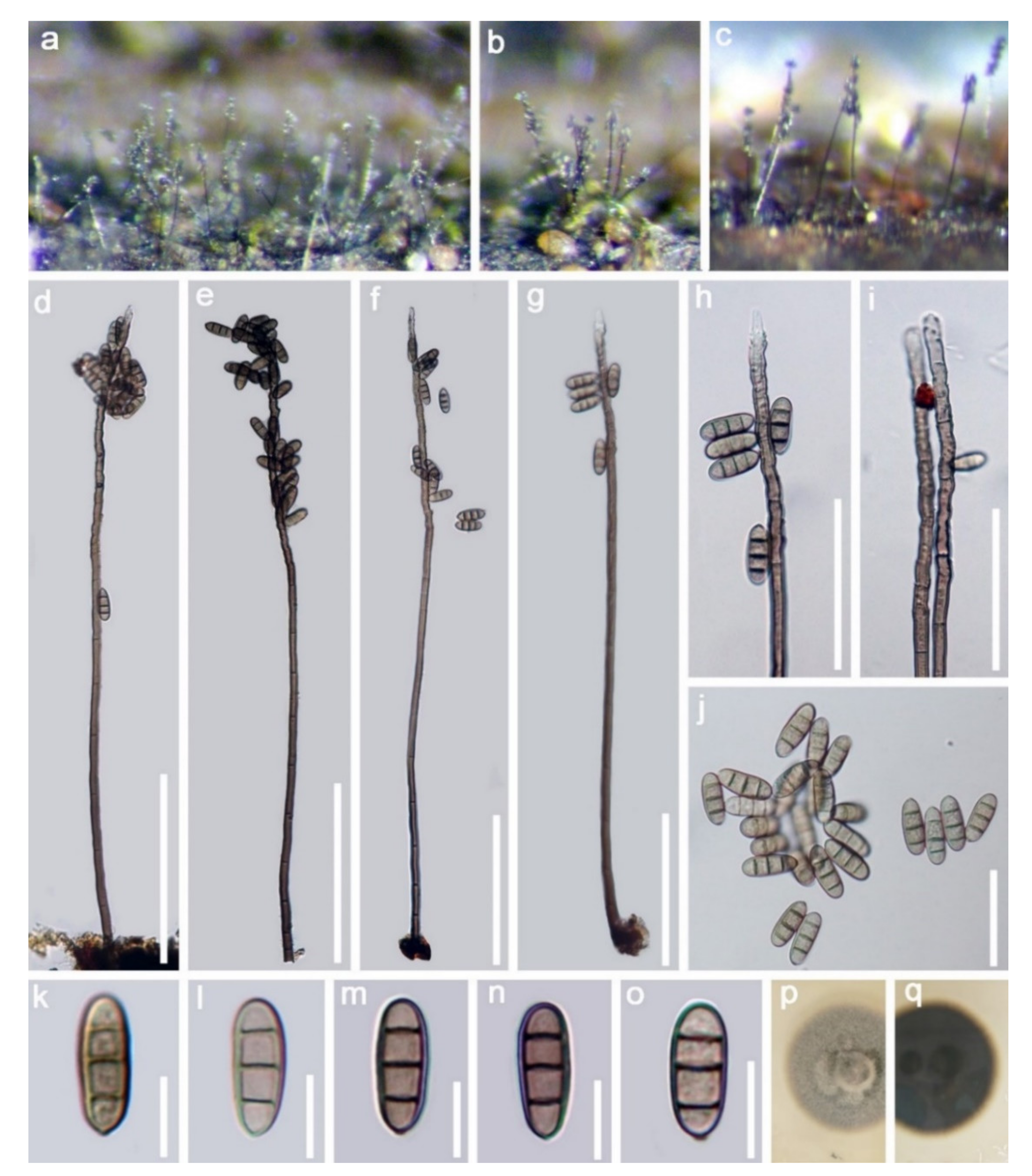 Jof 07 00669 g007 Jof 07 00669 g007