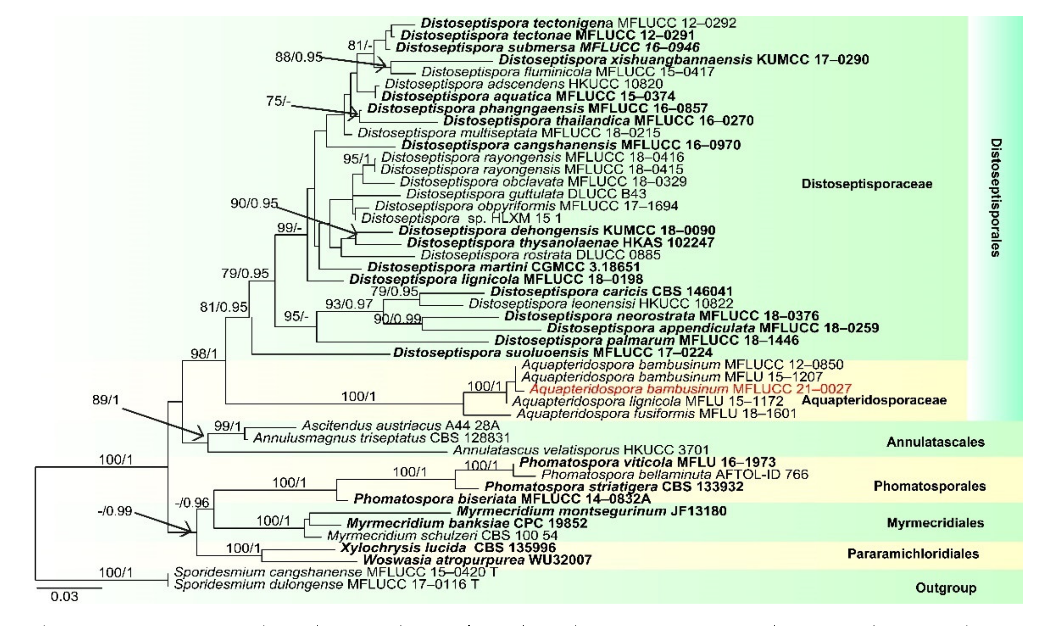 Jof Free Full Text Biodiversity Of Lignicolous Freshwater Hyphomycetes From China And Thailand And Description Of Sixteen Species Html