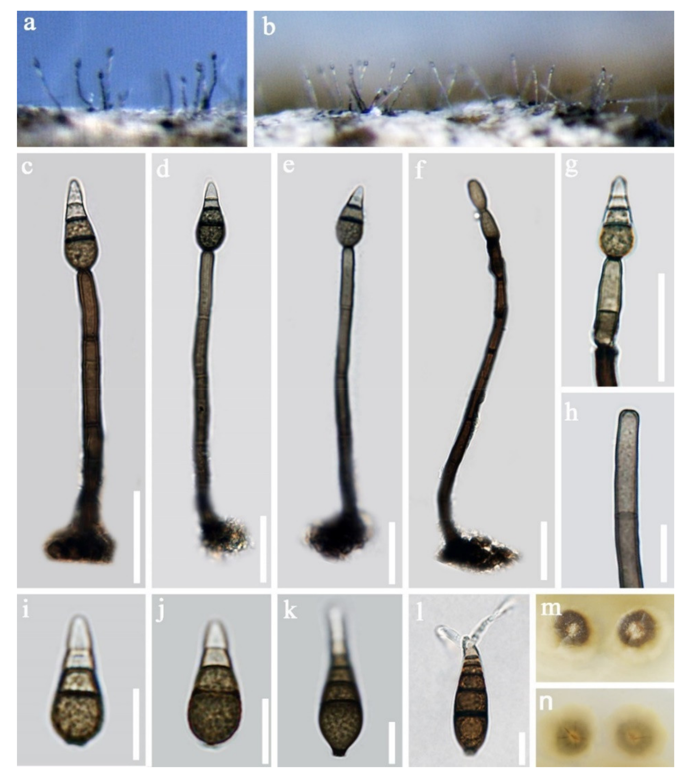 Jof 07 00669 g009 Jof 07 00669 g009