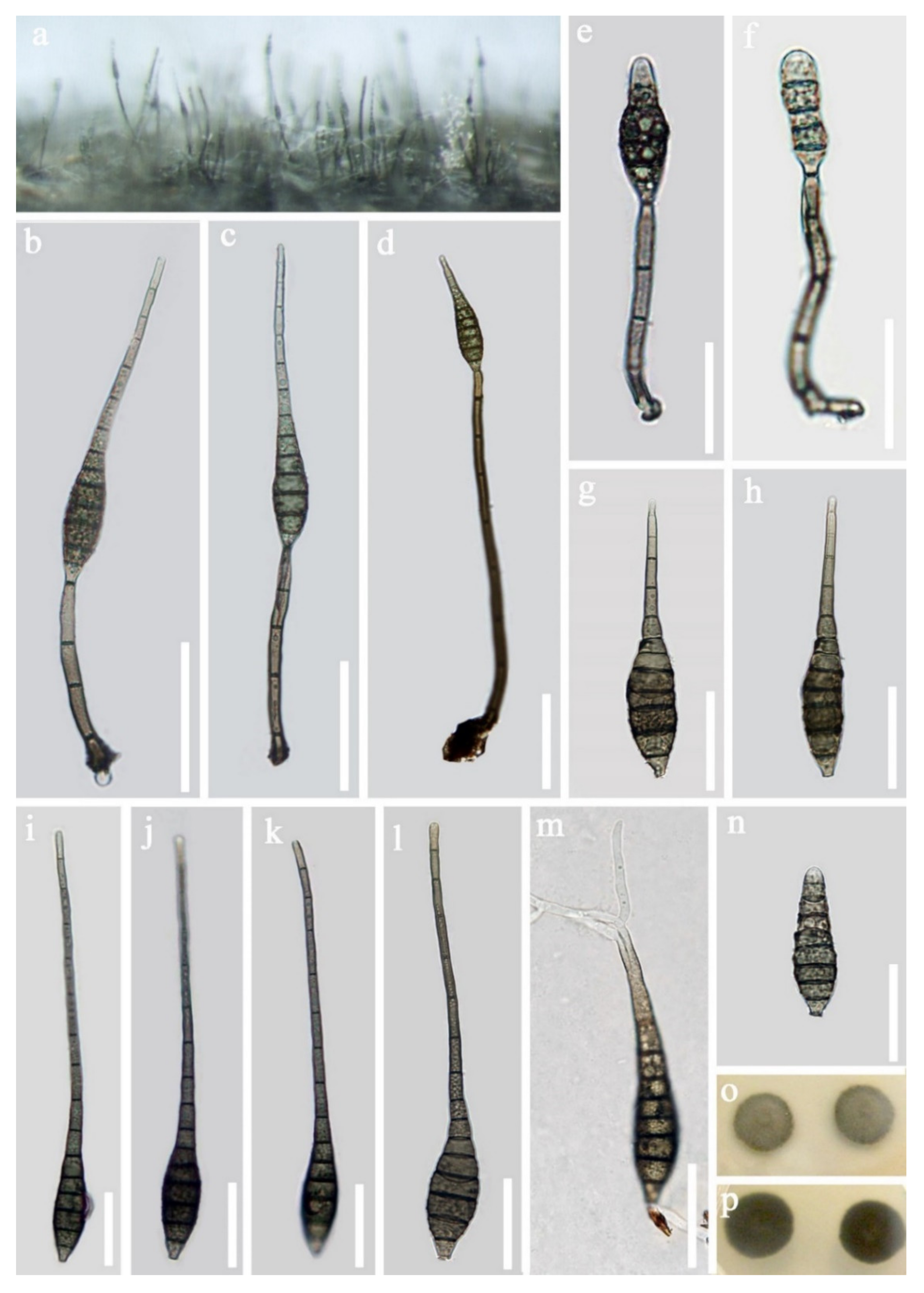 Jof 07 00669 g011 Jof 07 00669 g011