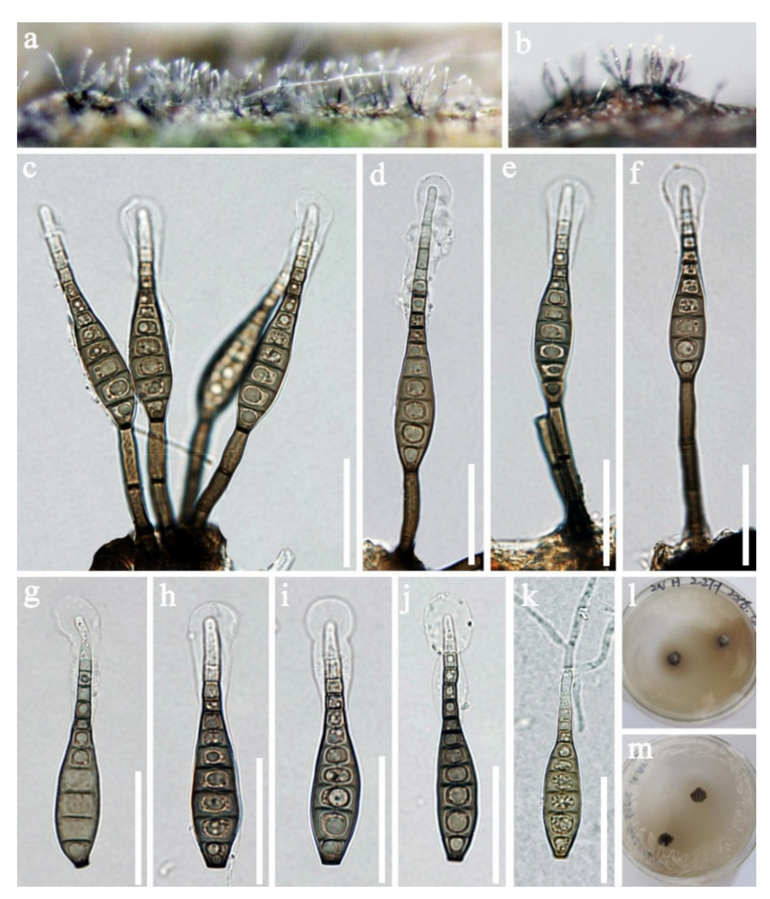 Jof 07 00669 g012 Jof 07 00669 g012