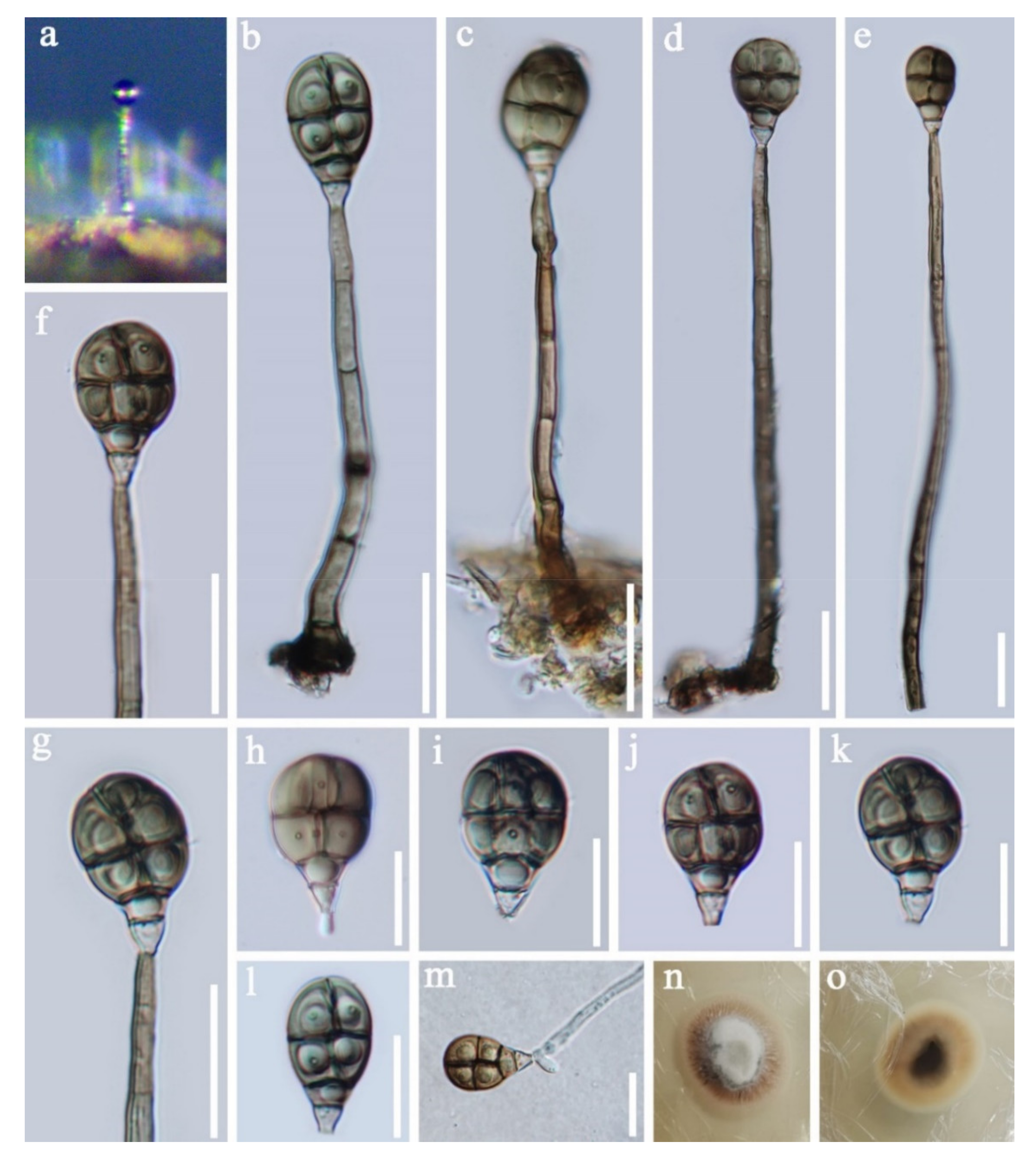 Jof 07 00669 g017 Jof 07 00669 g017