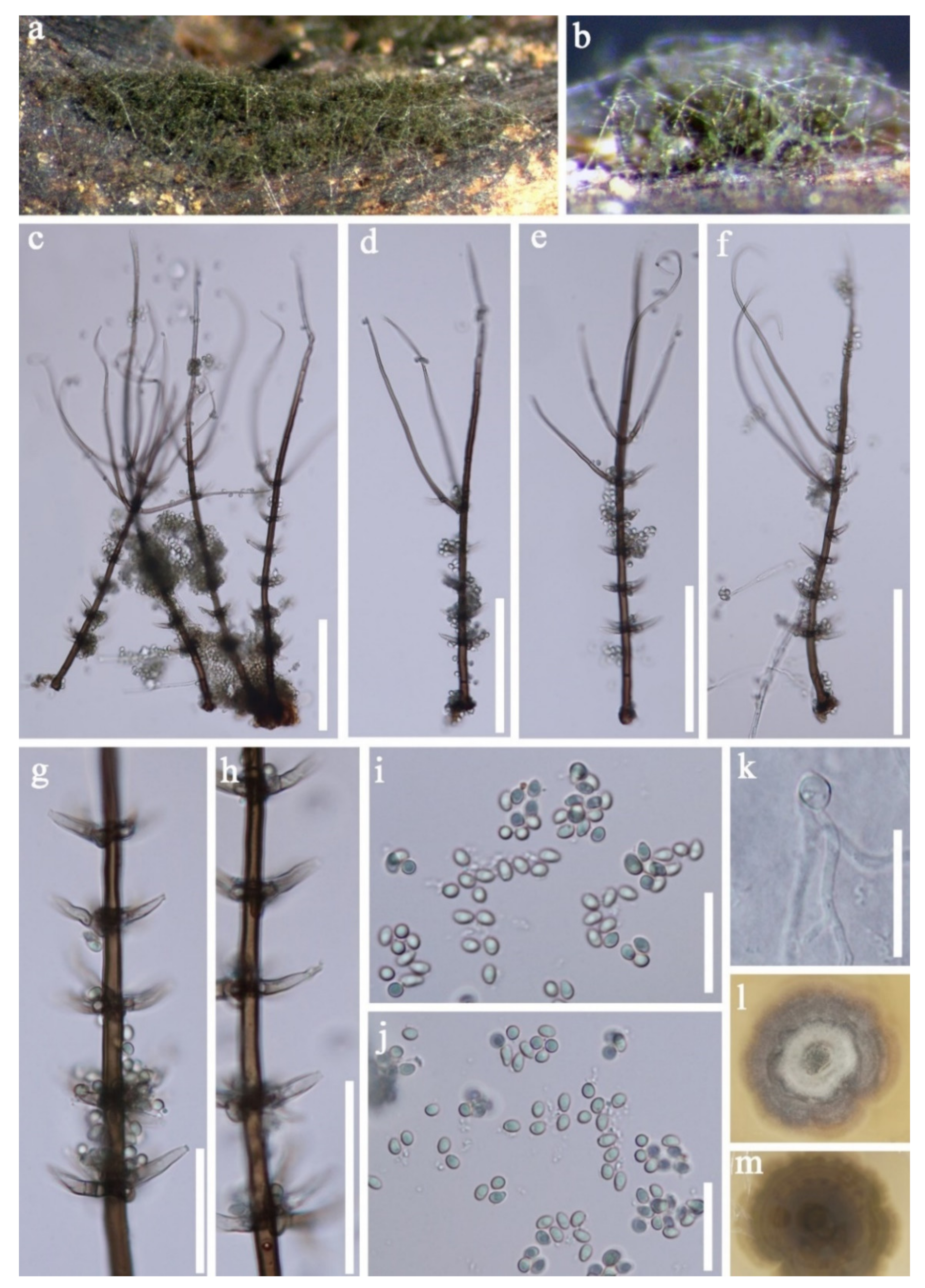 Jof 07 00669 g019 Jof 07 00669 g019