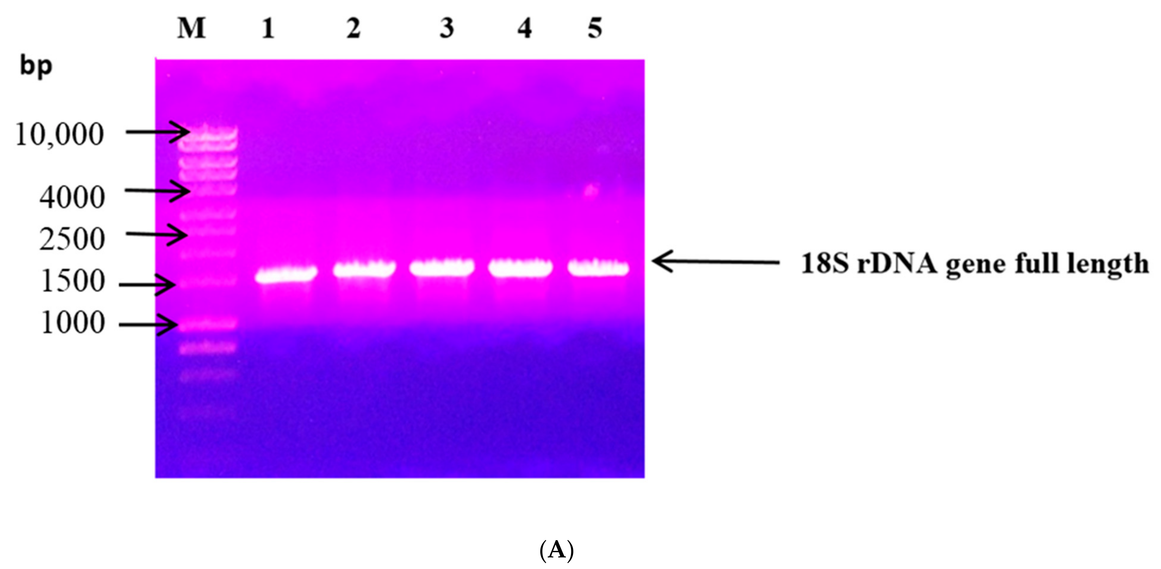 Jof 07 00696 g001a Jof 07 00696 g001a