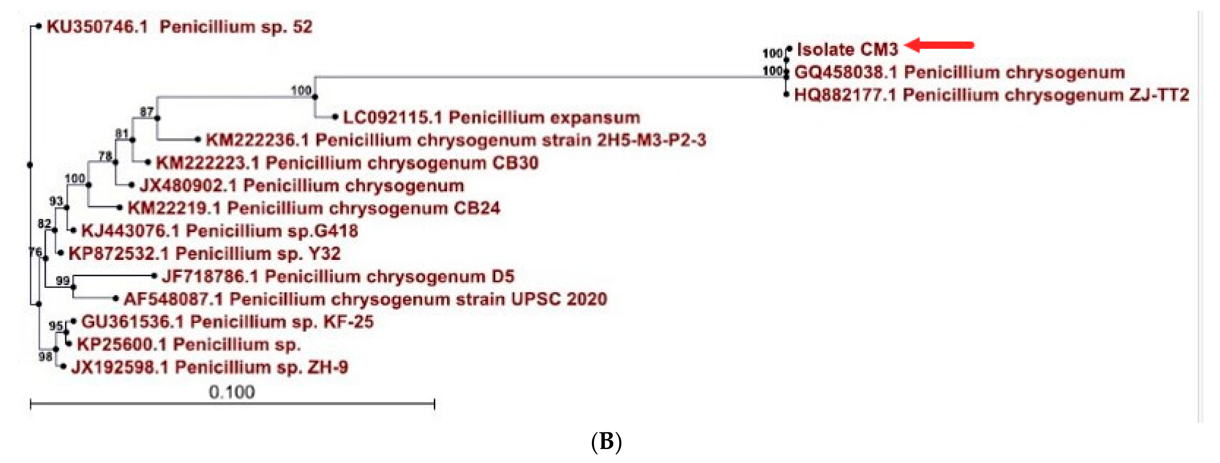 Jof 07 00696 g001b Jof 07 00696 g001b