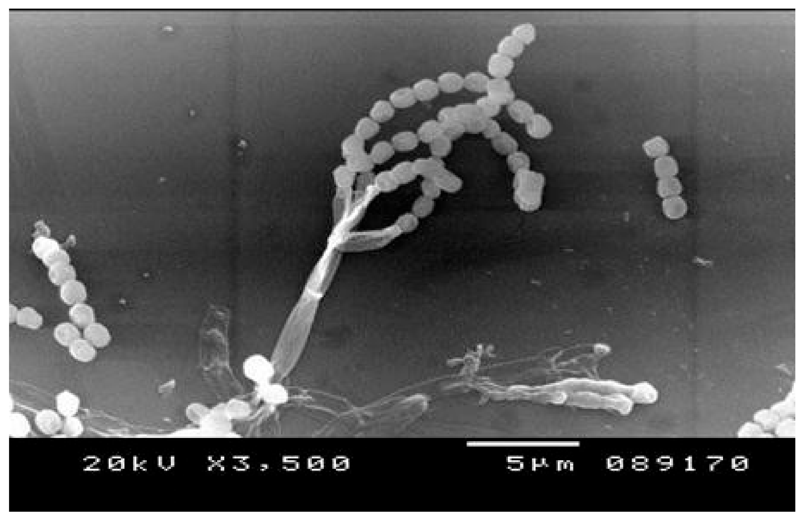 Jof 07 00696 g002 Jof 07 00696 g002