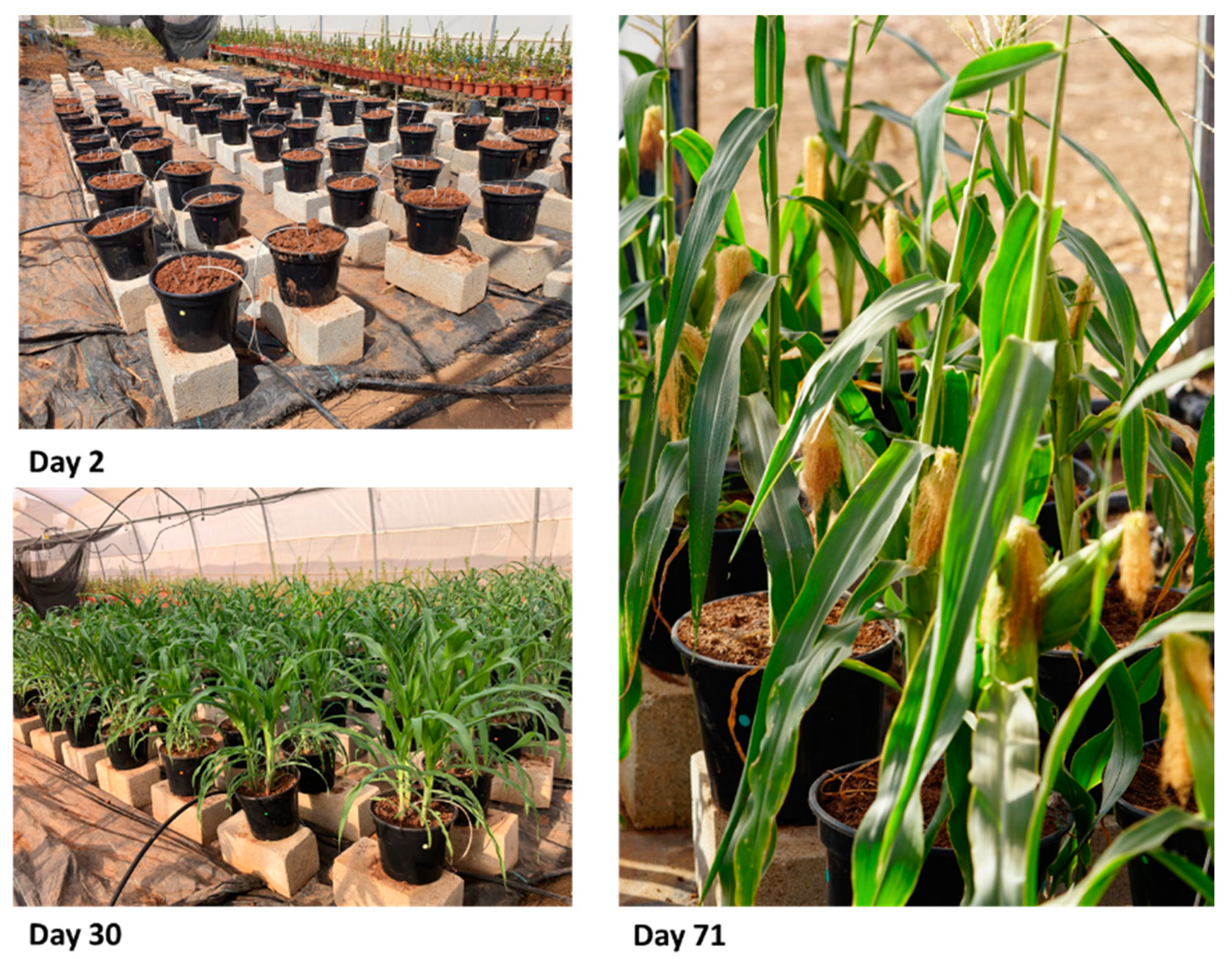 Jof 07 00706 g002 Jof 07 00706 g002