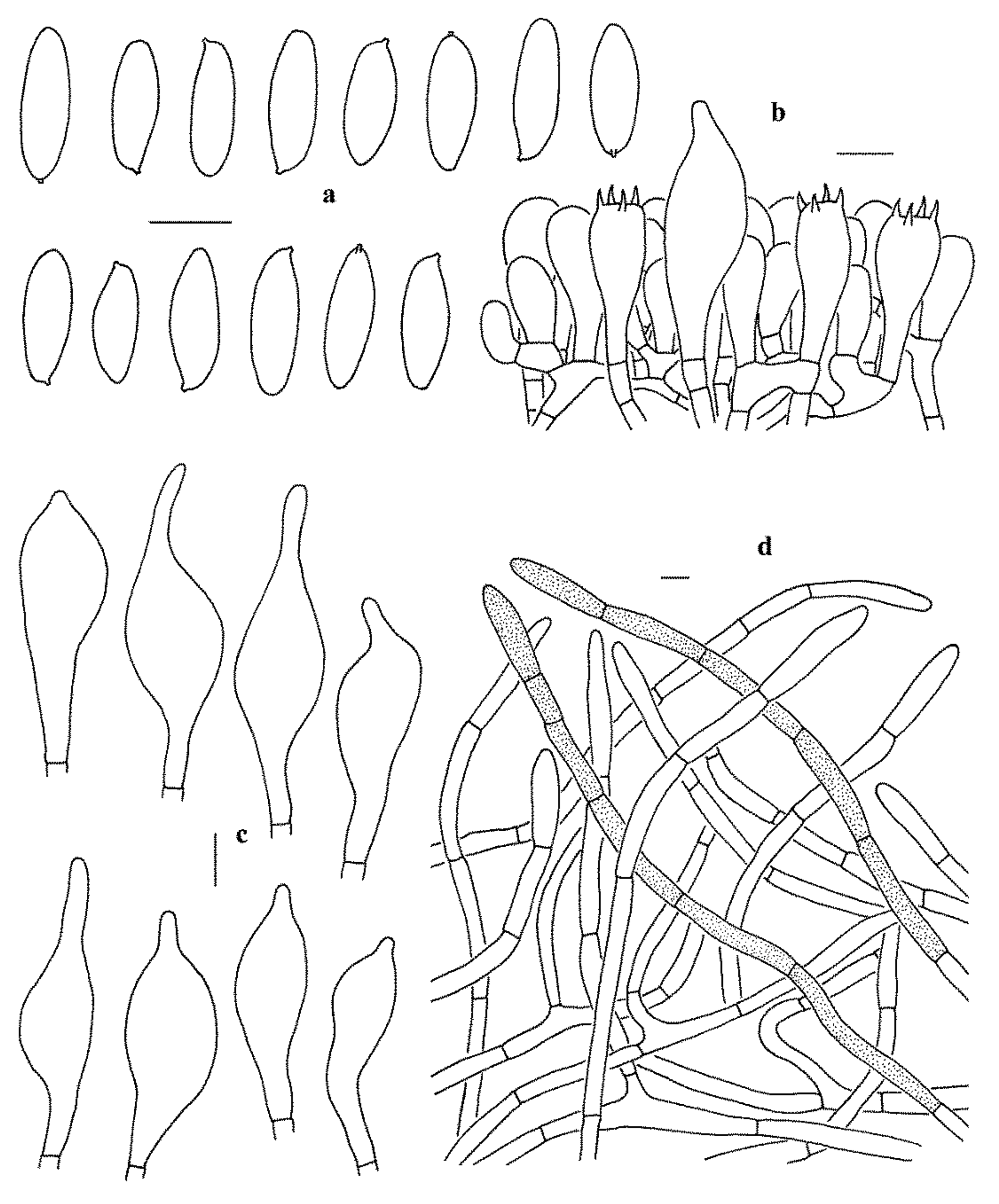 Jof Free Full Text The Genus Leccinum Boletaceae Boletales From China Based On Morphological And Molecular Data Html