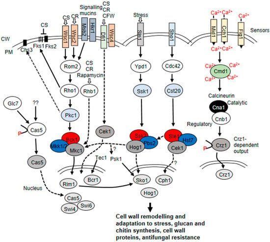 JoF | Free Full-Text | Fungal Cell Wall Proteins and Signaling Pathways ...