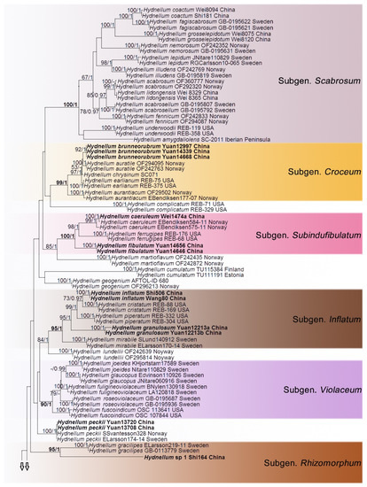 JoF | Free Full-Text | Multi-Gene Phylogeny and Taxonomy of Hydnellum  (Bankeraceae, Basidiomycota) from China