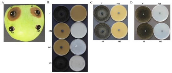 https://www.mdpi.com/jof/jof-07-00885/article_deploy/html/images/jof-07-00885-g001-550.jpg