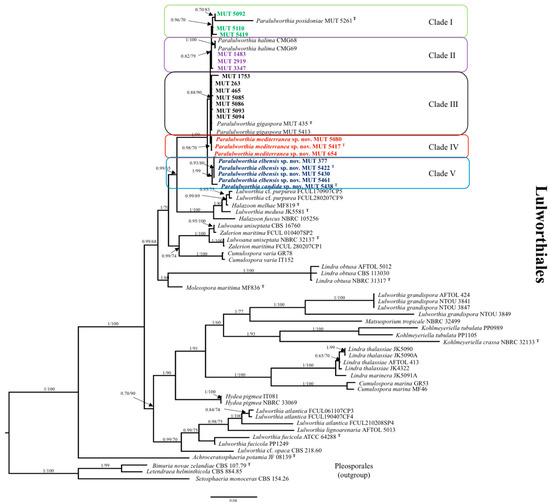 JoF | Free Full-Text | Insights on Lulworthiales Inhabiting the