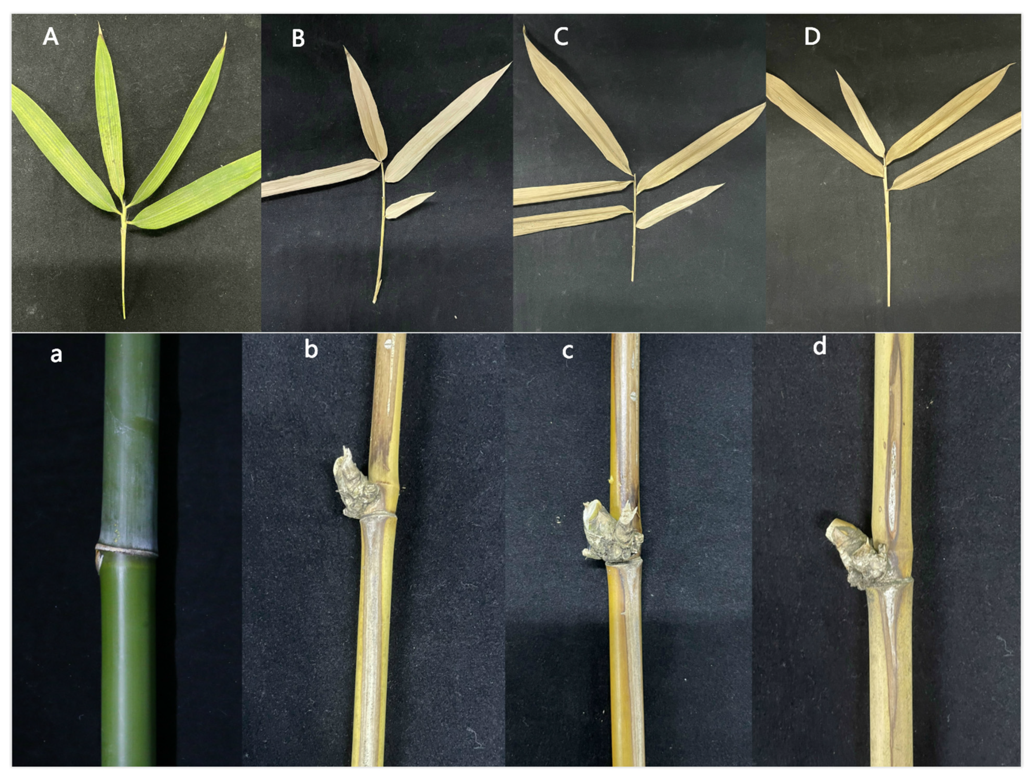 Jof 07 01001 g016 Jof 07 01001 g016