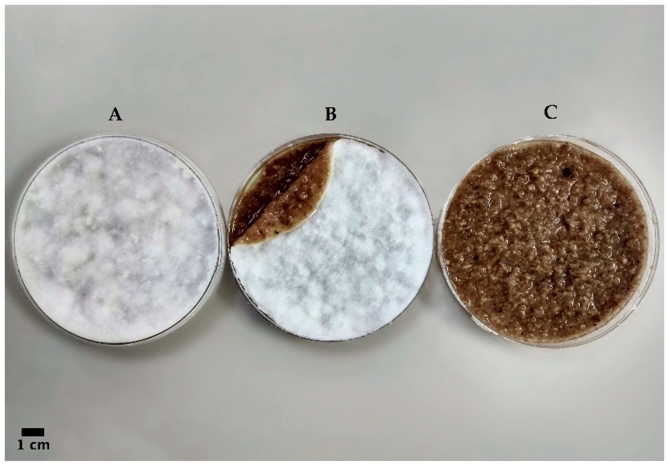 JoF | Free Full-Text | Collection and Characterization of Wood Decay Fungal  Strains for Developing Pure Mycelium Mats