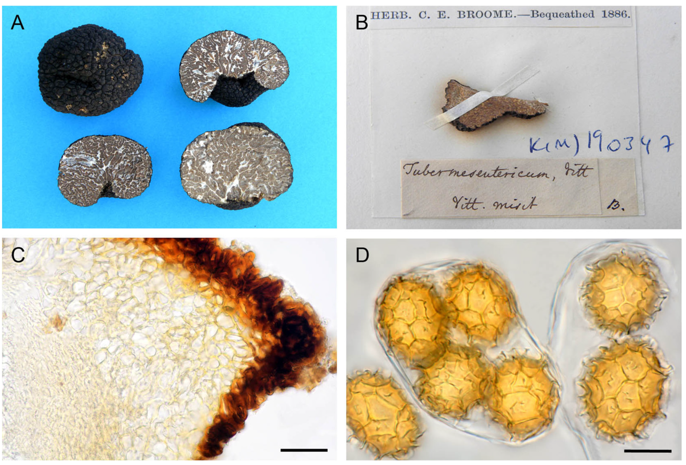 JoF - Free Full-Text - Multilocus Phylogeography of the Tuber mesentericum Complex Unearths Three Highly Divergent Cryptic Species