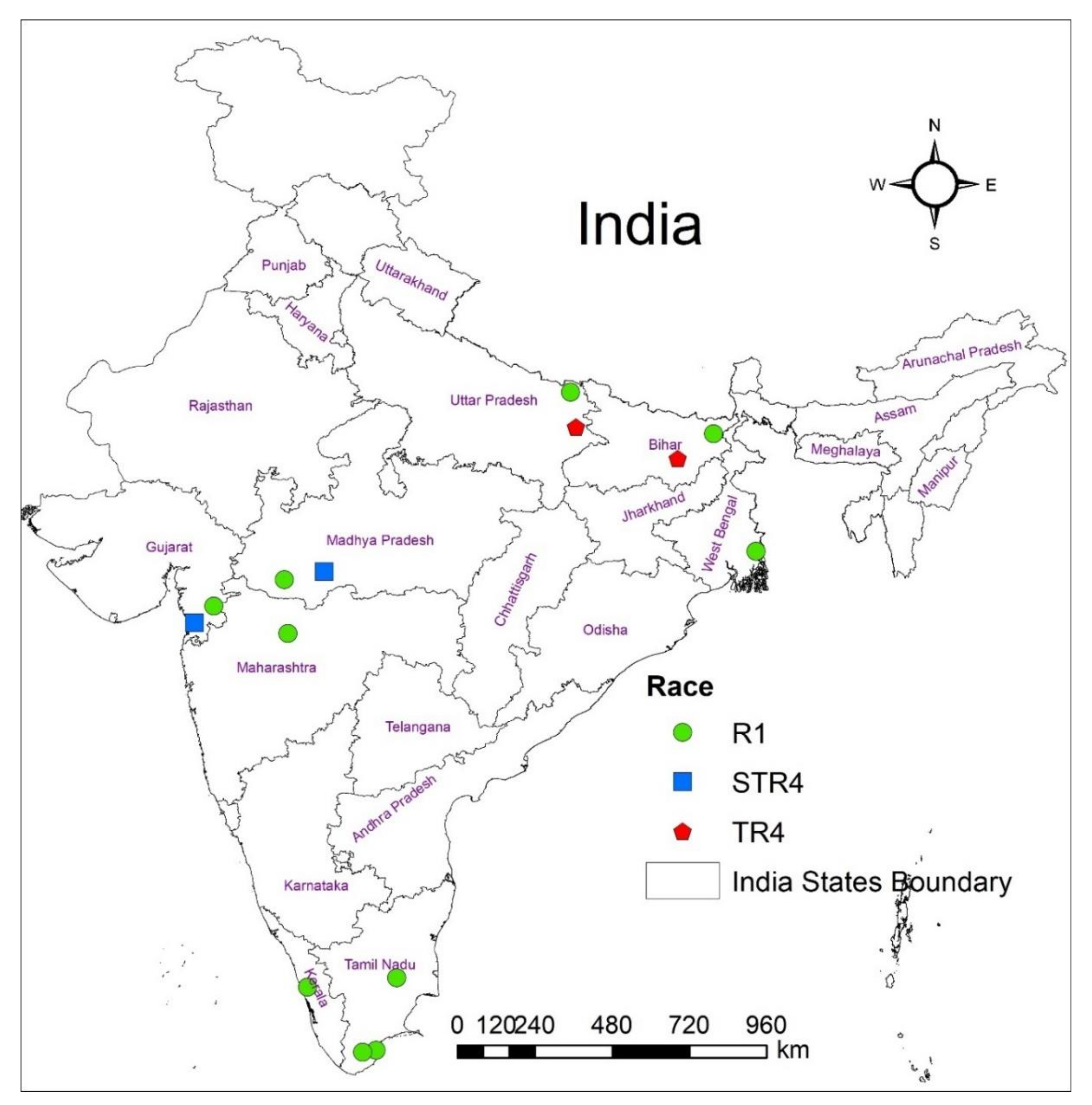 JoF | Free Full-Text | Development of PCR-Based Race-Specific Markers for  Differentiation of Indian Fusarium oxysporum f. sp. cubense, the Causal  Agent of Fusarium Wilt in Banana | HTML