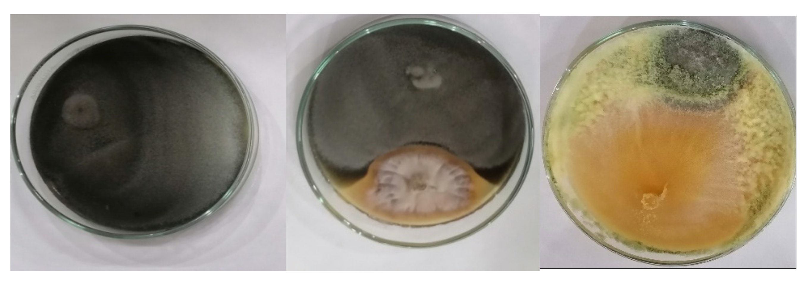 Jof 08 00094 g003 Jof 08 00094 g003