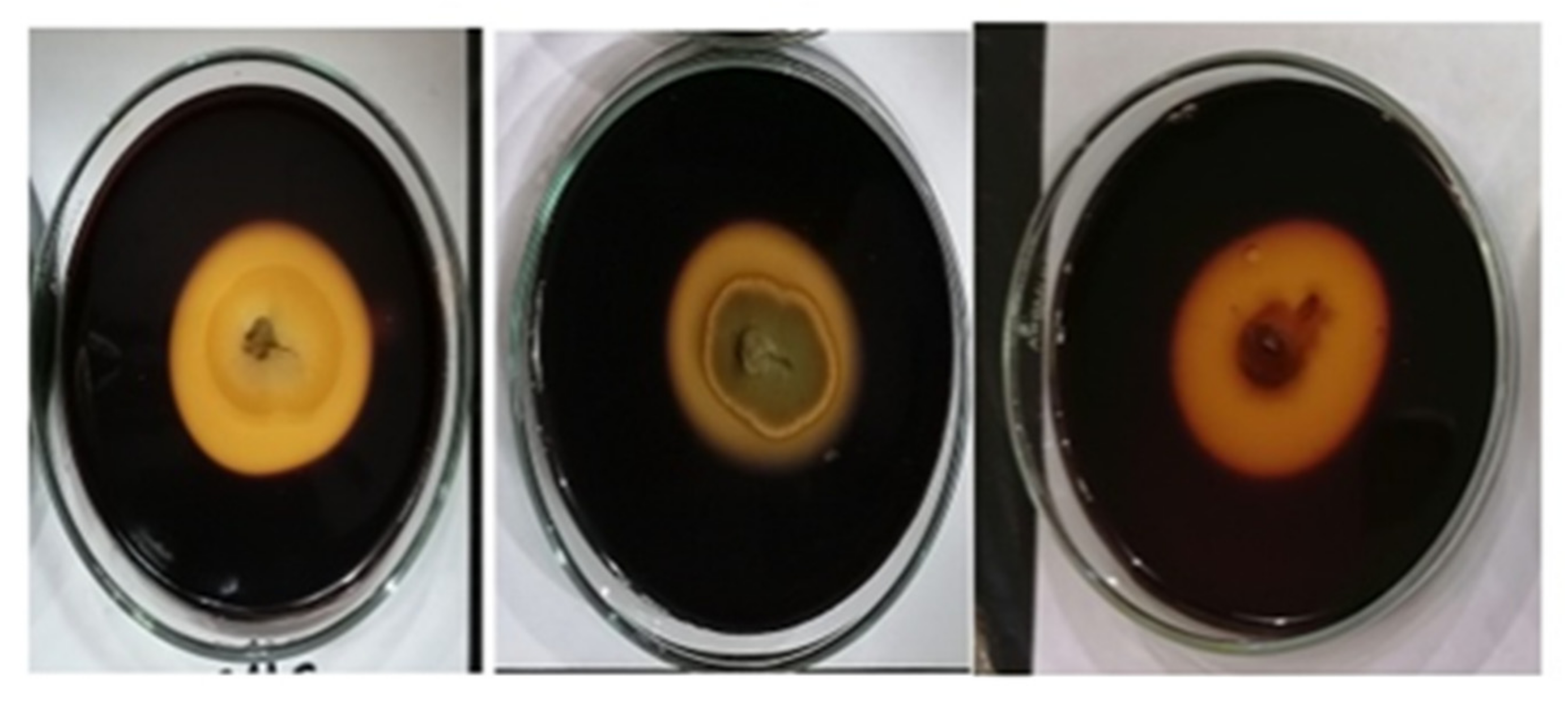 Jof 08 00094 g004 Jof 08 00094 g004