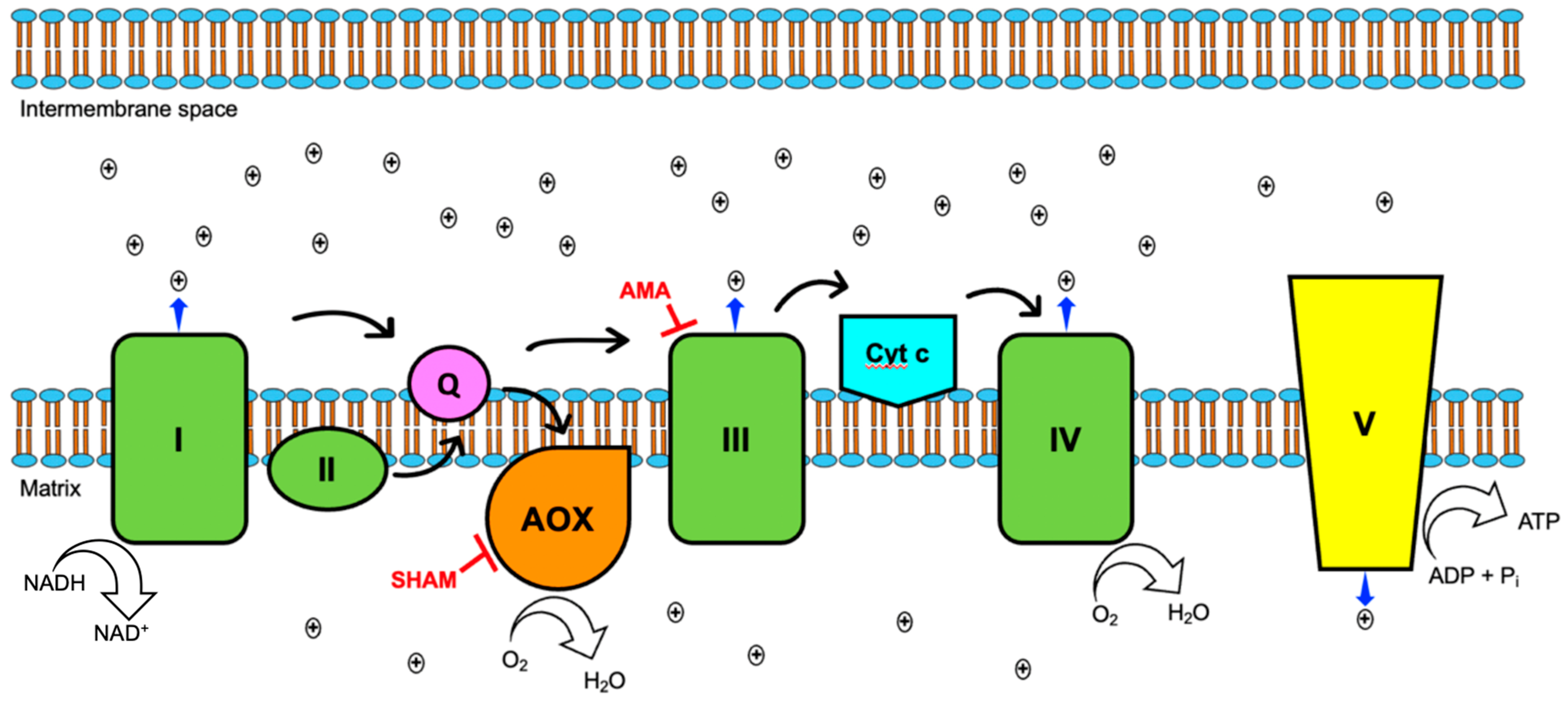 JoF | Free Full-Text | Identification and Functional Characterization ...