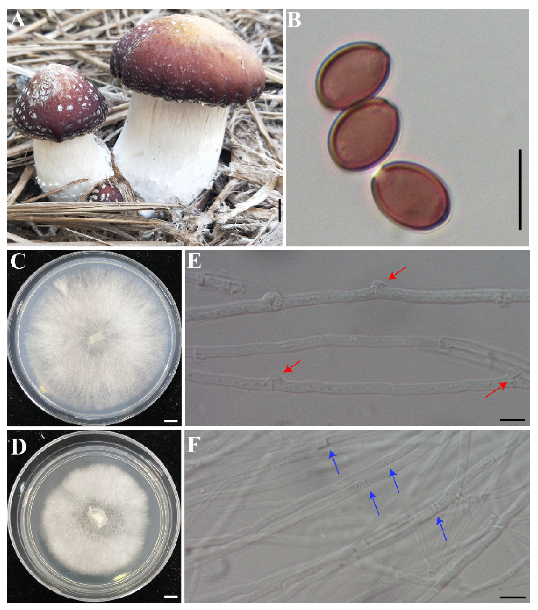 JoF | Free Full-Text | Genomic Analysis of Stropharia rugosoannulata  Reveals Its Nutritional Strategy and Application Potential in  Bioremediation | HTML