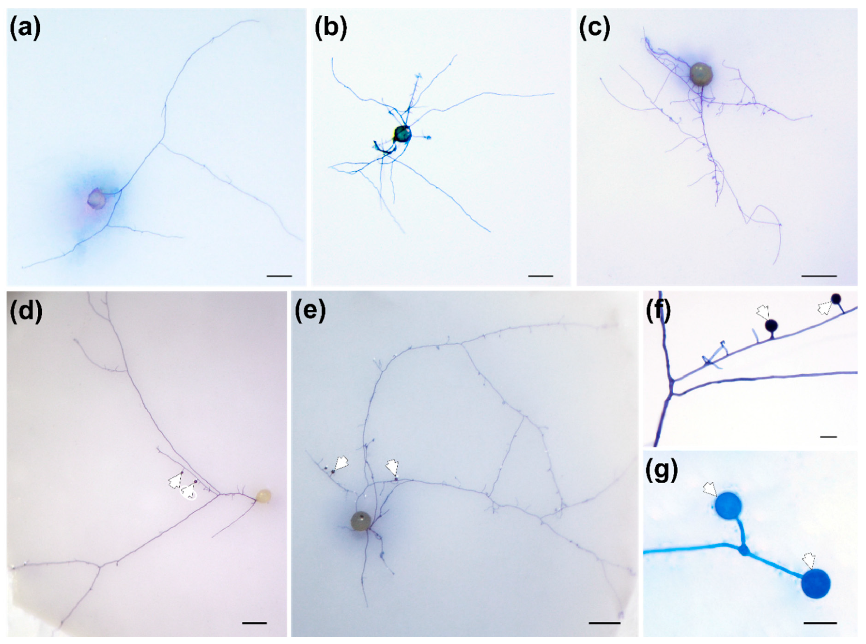 Jof 08 00181 g001 Jof 08 00181 g001