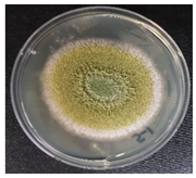 Jof 08 00190 i001 Jof 08 00190 i001