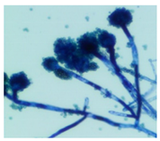 Jof 08 00190 i004 Jof 08 00190 i004